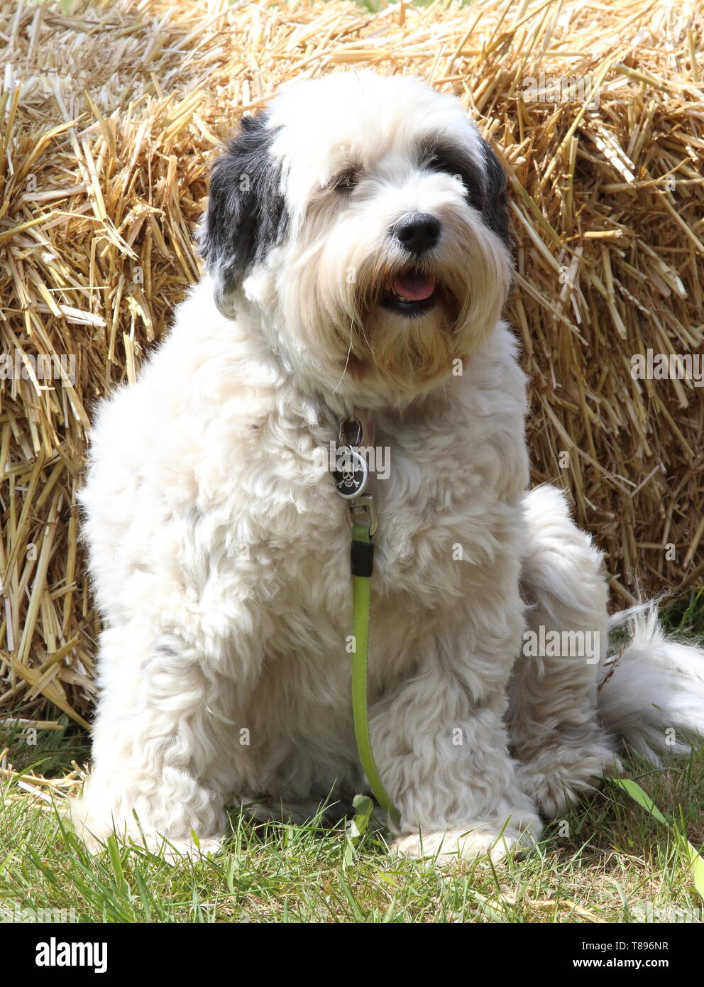 Bearded Collie gesehen ruht während der Dogfest 2019 im Knebworth Park. Stockfoto