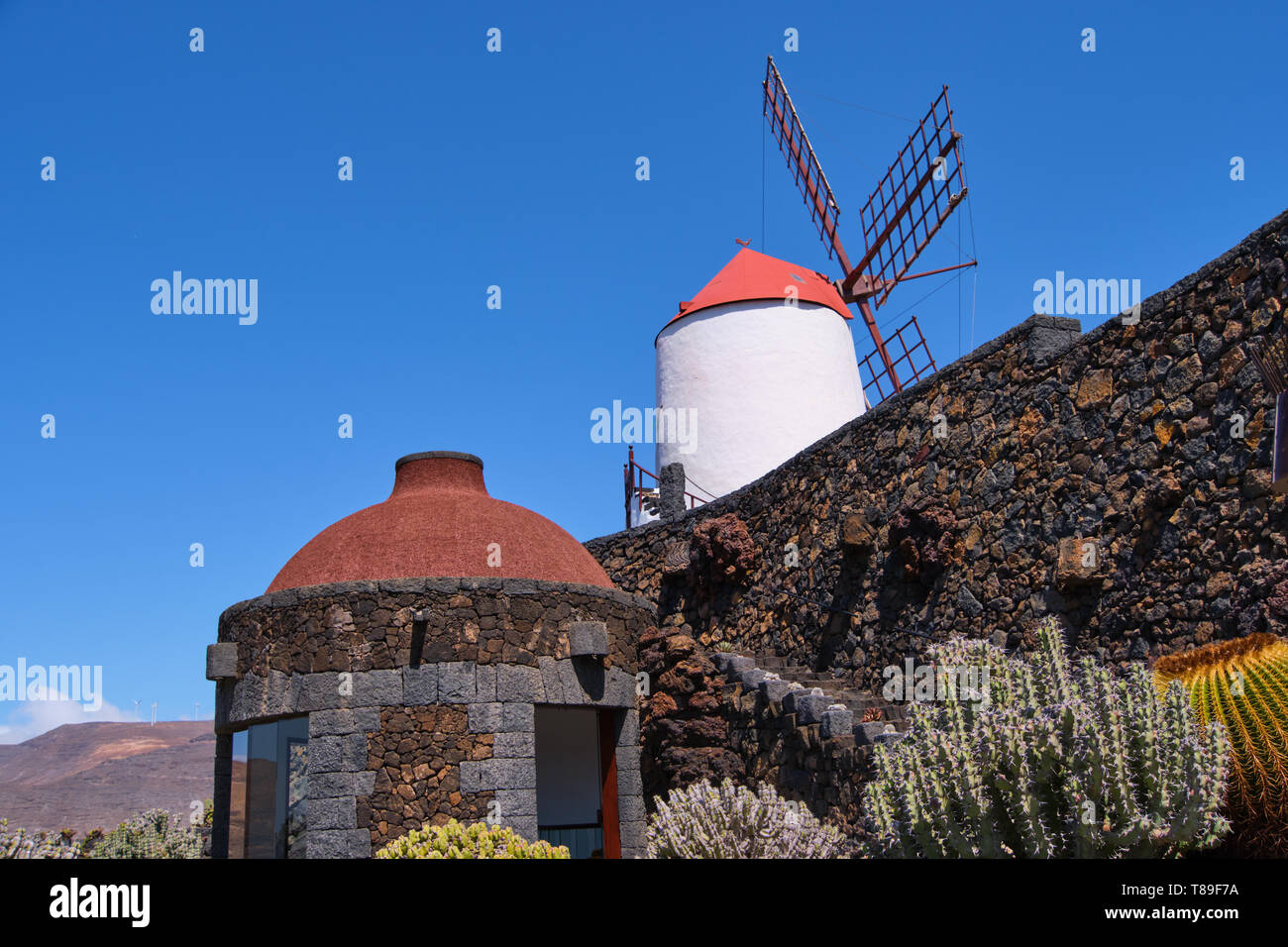 Ansicht Der Cactus Garten mit seiner Windmühle, Jardin de Cactus in Guatiza, Lanzarote, Kanarische Inseln, Spanien Stockfoto