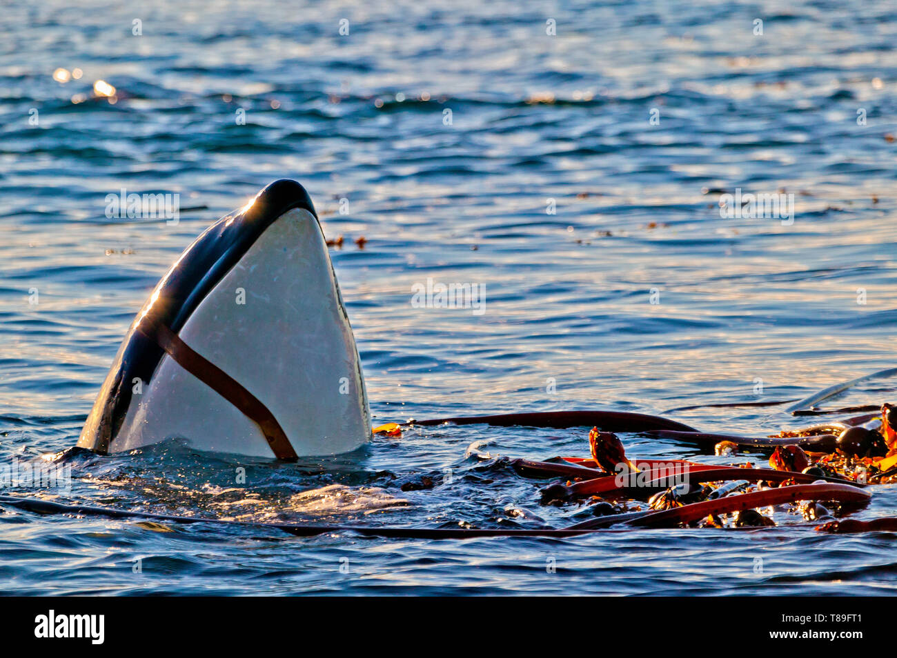 Norden ansässigen Orca spy-hopping und Spielen in Seetang in der Nähe der Küste von Vancouver Island, British Columbia, Kanada Stockfoto