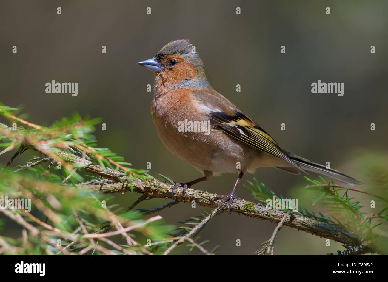 Männliche gemeinsame Buchfink posieren auf einem grünen Zweig Tanne im Wald Stockfoto