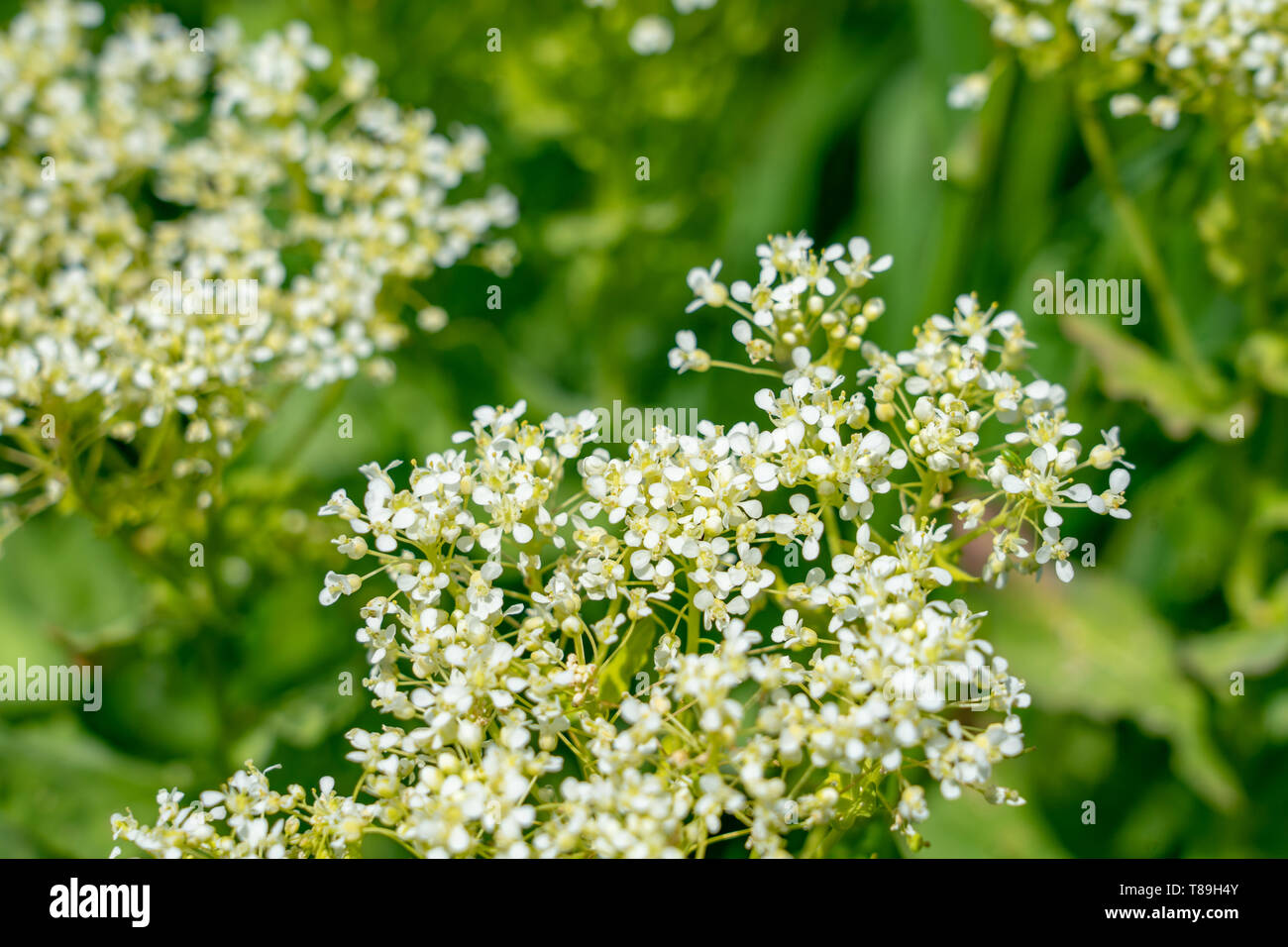 Abstrakte unscharfen Hintergrund, Makro Blume abstrakte Komposition. Soft Focus Makroaufnahme von kleine Blume. Stockfoto