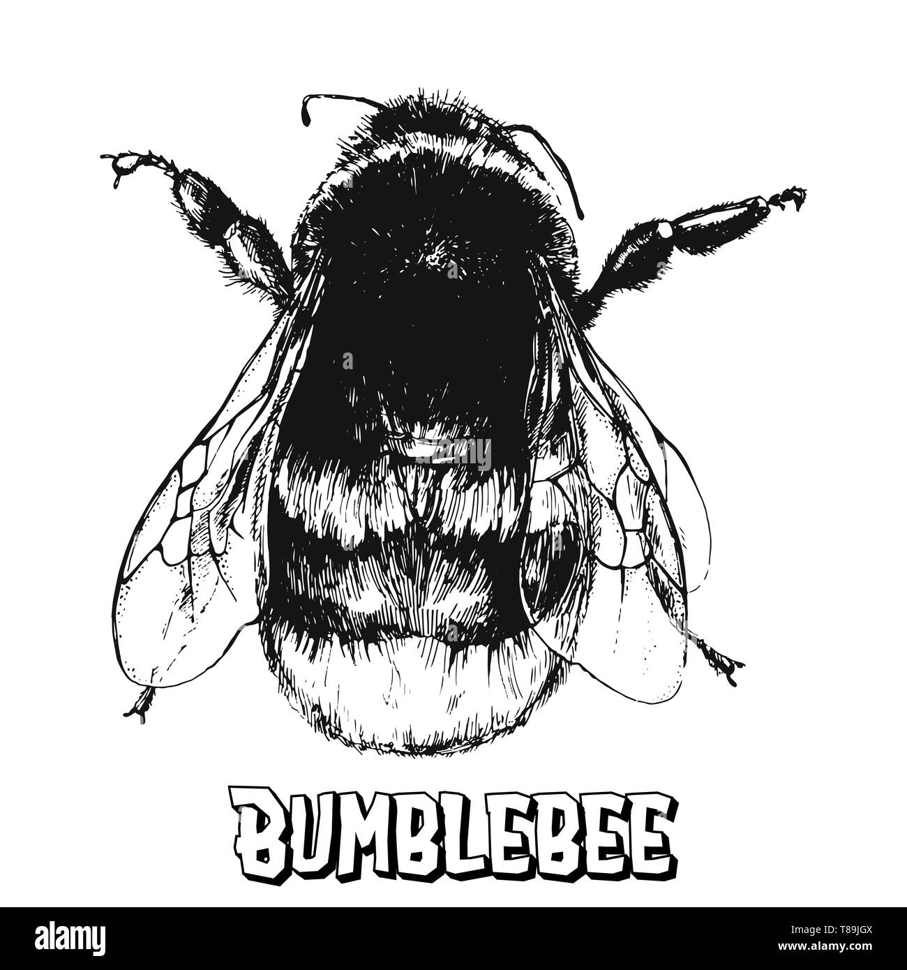 Hand gezeichnete Skizze stil Hummel auf weißem Hintergrund. Vector Illustration. Stock Vektor
