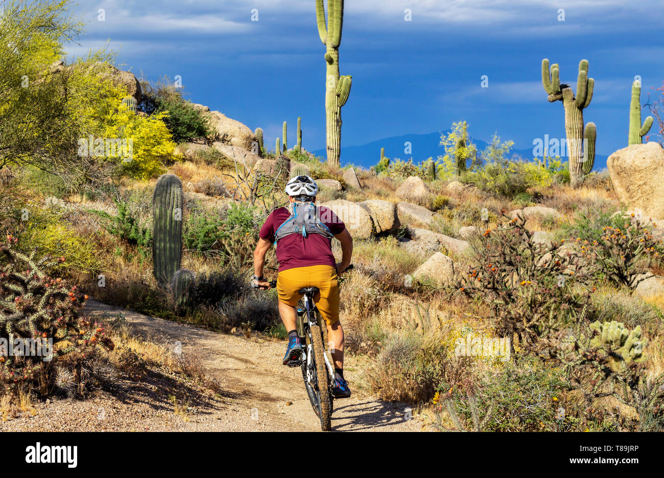 Mountainbiken in der Wüste von Arizona in der Nähe von Phoenix Stockfoto