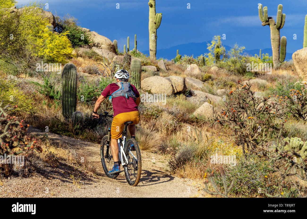 Mountainbiken in der Wüste von Arizona in der Nähe von Phoenix Stockfoto