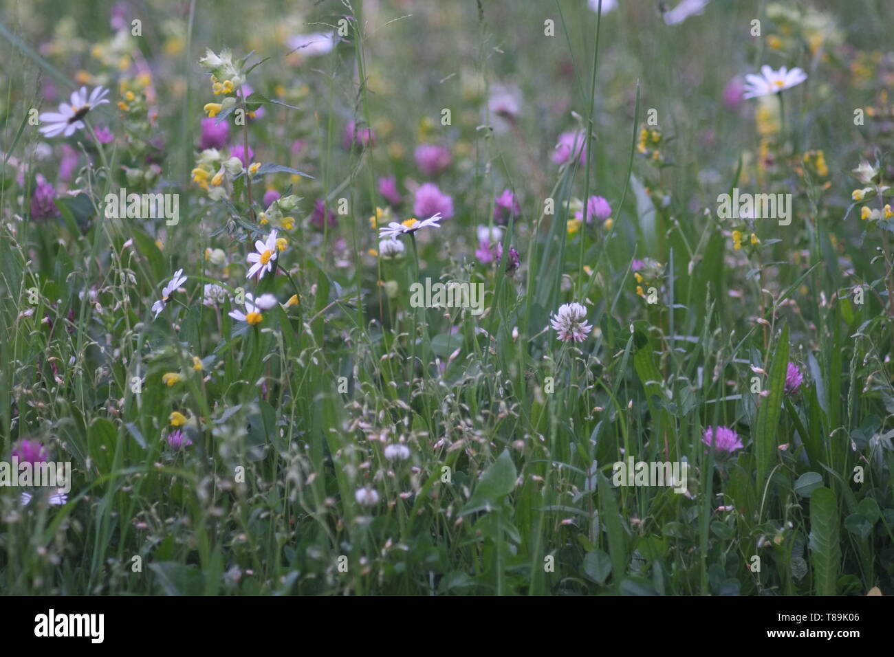 Wildblumen in privaten gaden Hilfe gegen Artensterben Stockfoto