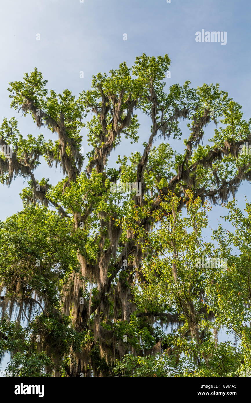 Spanische Moos auf hohen Eiche Stockfoto