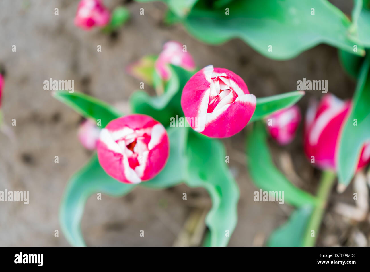 Aus der Vogelperspektive pink und white Tulip, Blick nach unten, auf einer Blume Bauernhof Feld. Helle grüne Blätter angezeigt, und die Tiefenschärfe mit anderen Blumen. Stockfoto