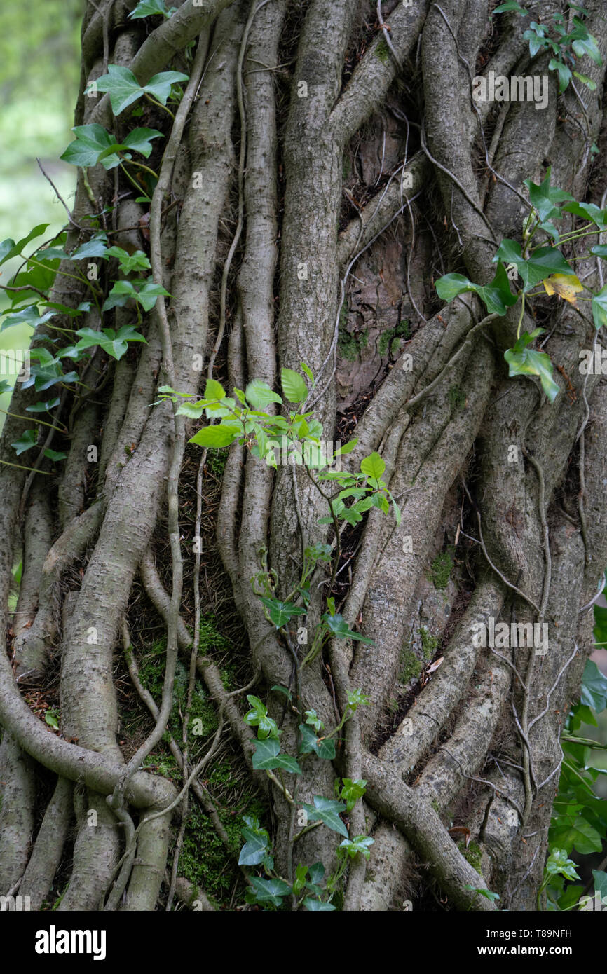 Efeu wchst an einem Baum an einem Fluss, UK. Dicke alte Stmme des Efeu  Stockfotografie - Alamy