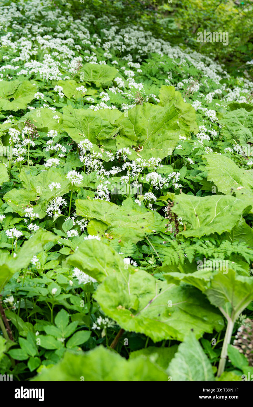 Gemeinsame Pestwurz (Petasites Hybridus), die Blumen vor den Blättern erscheinen. Großbritannien Stockfoto
