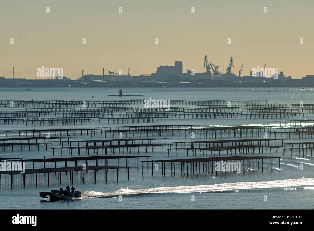 Frankreich, Herault, Bouzigues, Oyster Tabellen auf der Lagune von Thau mit der kommerziellen Hafen von Sete im Hintergrund Stockfoto