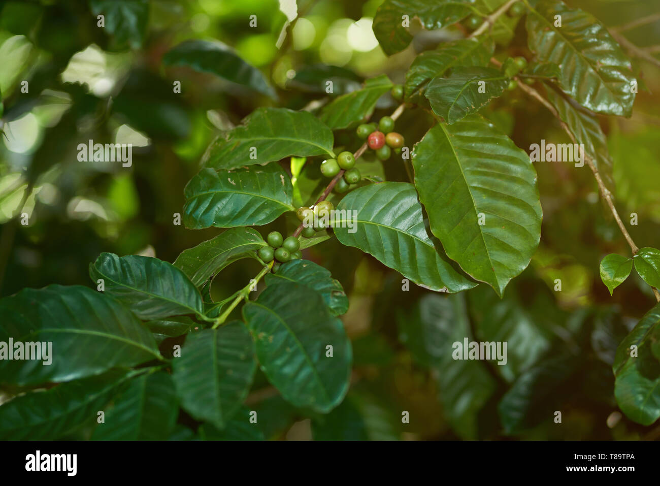 Kaffee Baum mit grünen rohen Bohnen Nähe zu sehen. Stockfoto