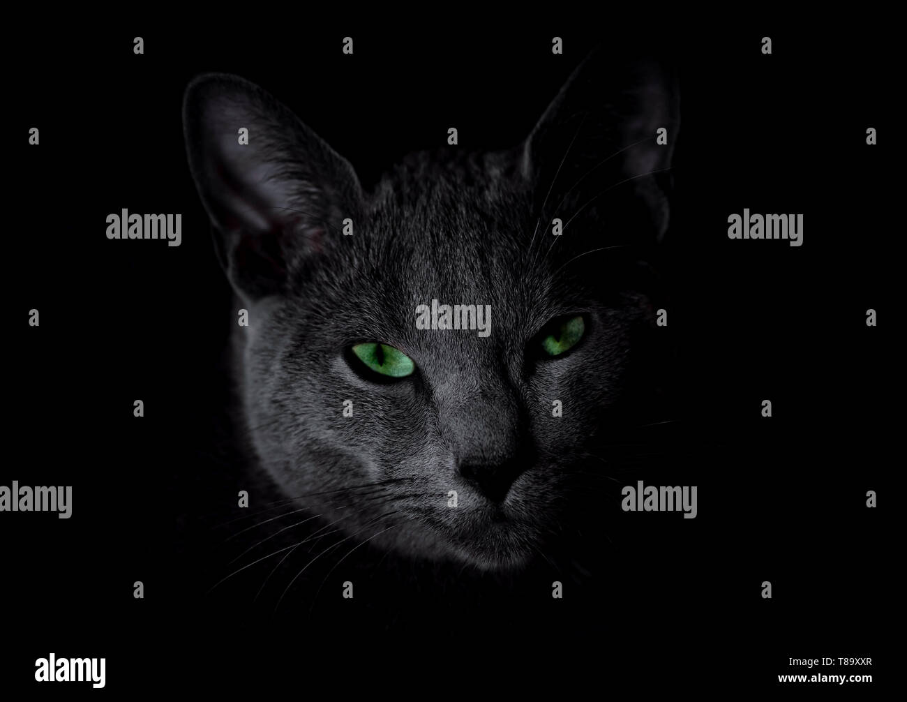 Russisch Blau Katze mit grünen Augen im Dunkeln zu sitzen Stockfoto