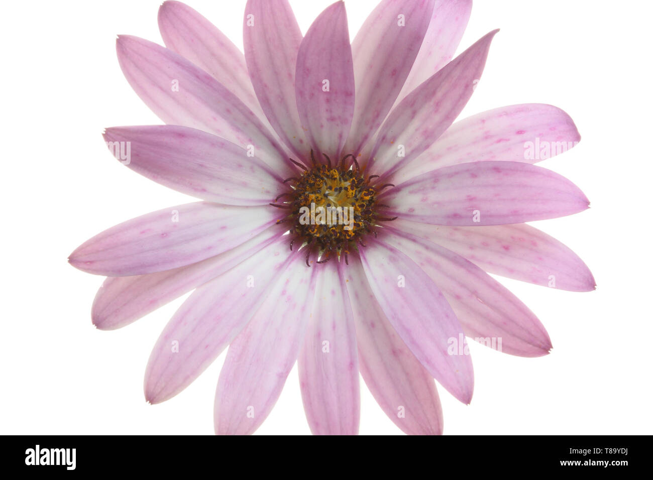 Osteospermum Flower Stockfoto