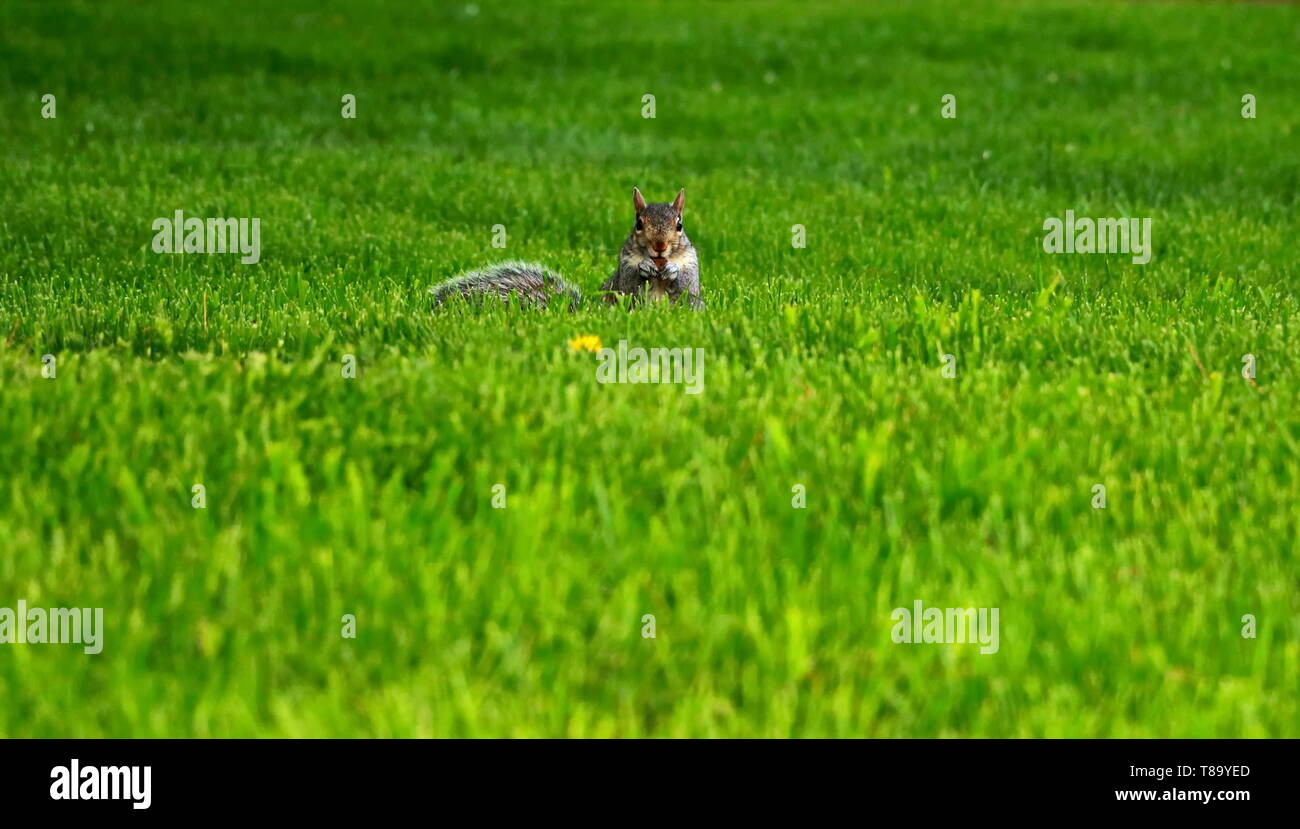 Eichhörnchen starten direkt in die Kamera, während Nibbeln auf eine Eichel Stockfoto