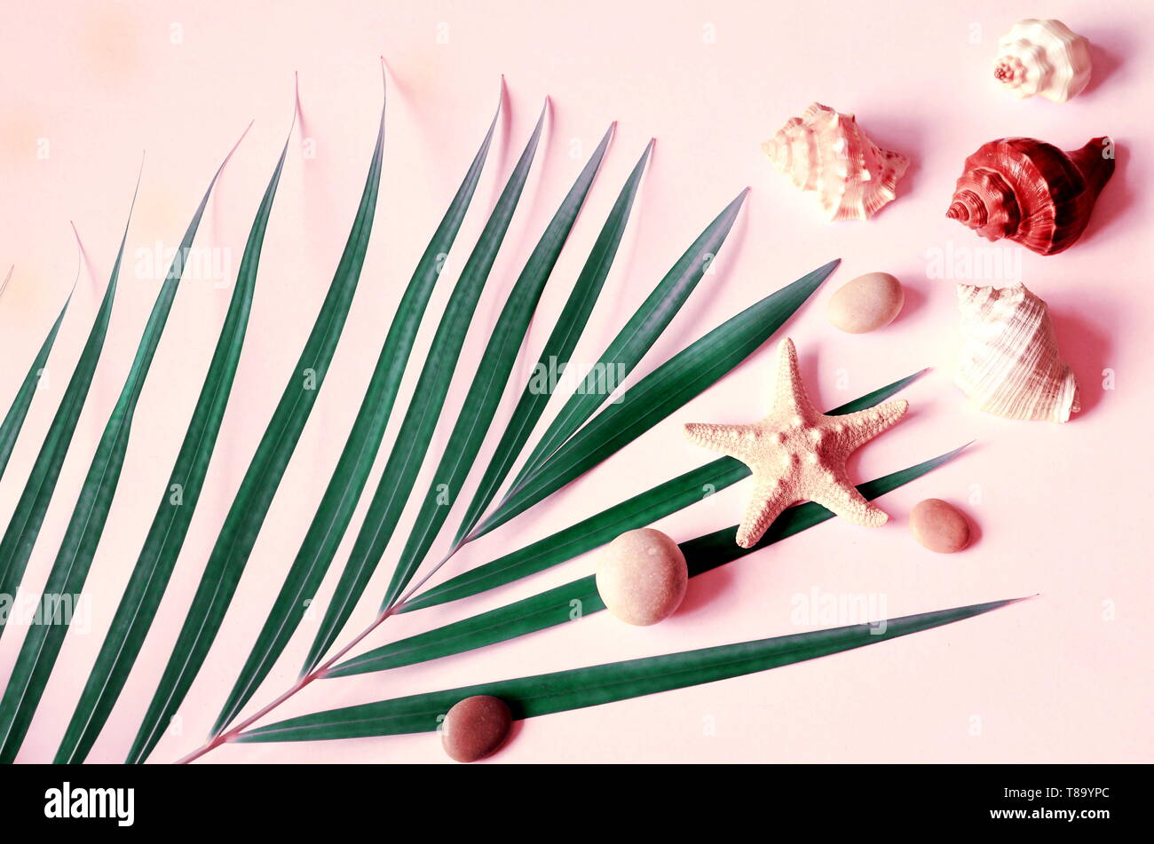 Sommer vibes. Tropische palm leaf, Muscheln und Seesterne. Flach, Ansicht von oben. Rosa Hintergrund Stockfoto
