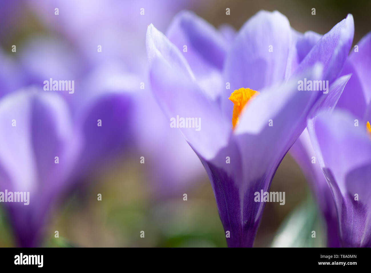 Der frühe Frühling Crocus vernus Erinnerung Stockfoto
