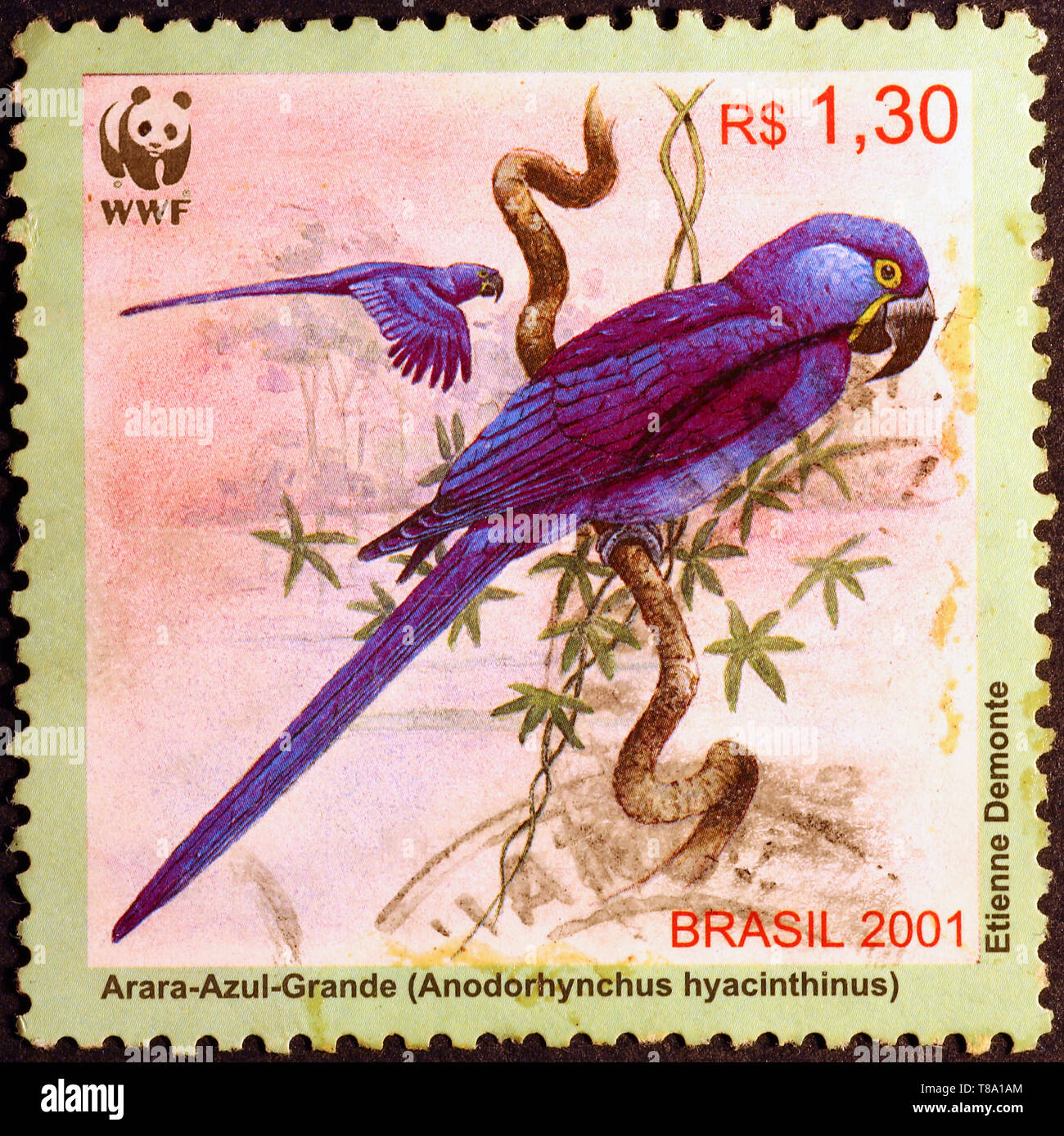 Hyazinthara auf brasilianischen Briefmarke Stockfoto