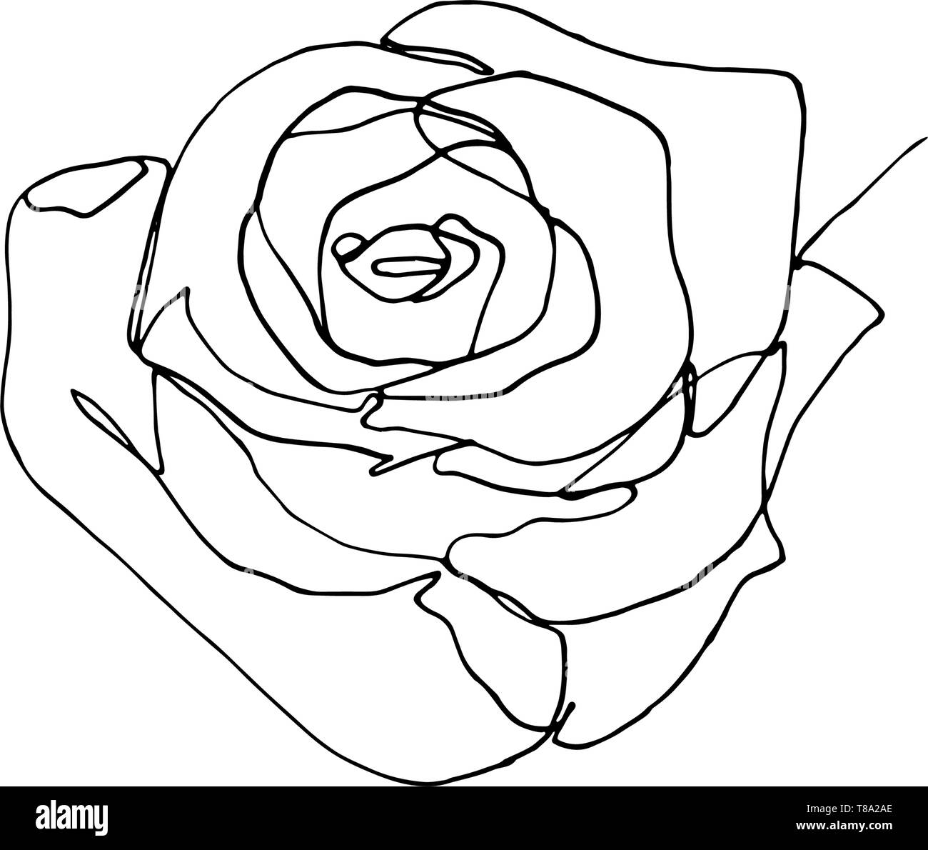 Hand Gezeichnet Rose Blume Eine Einzige Durchgehende Linie Zeichnen Stock Vektorgrafik Alamy