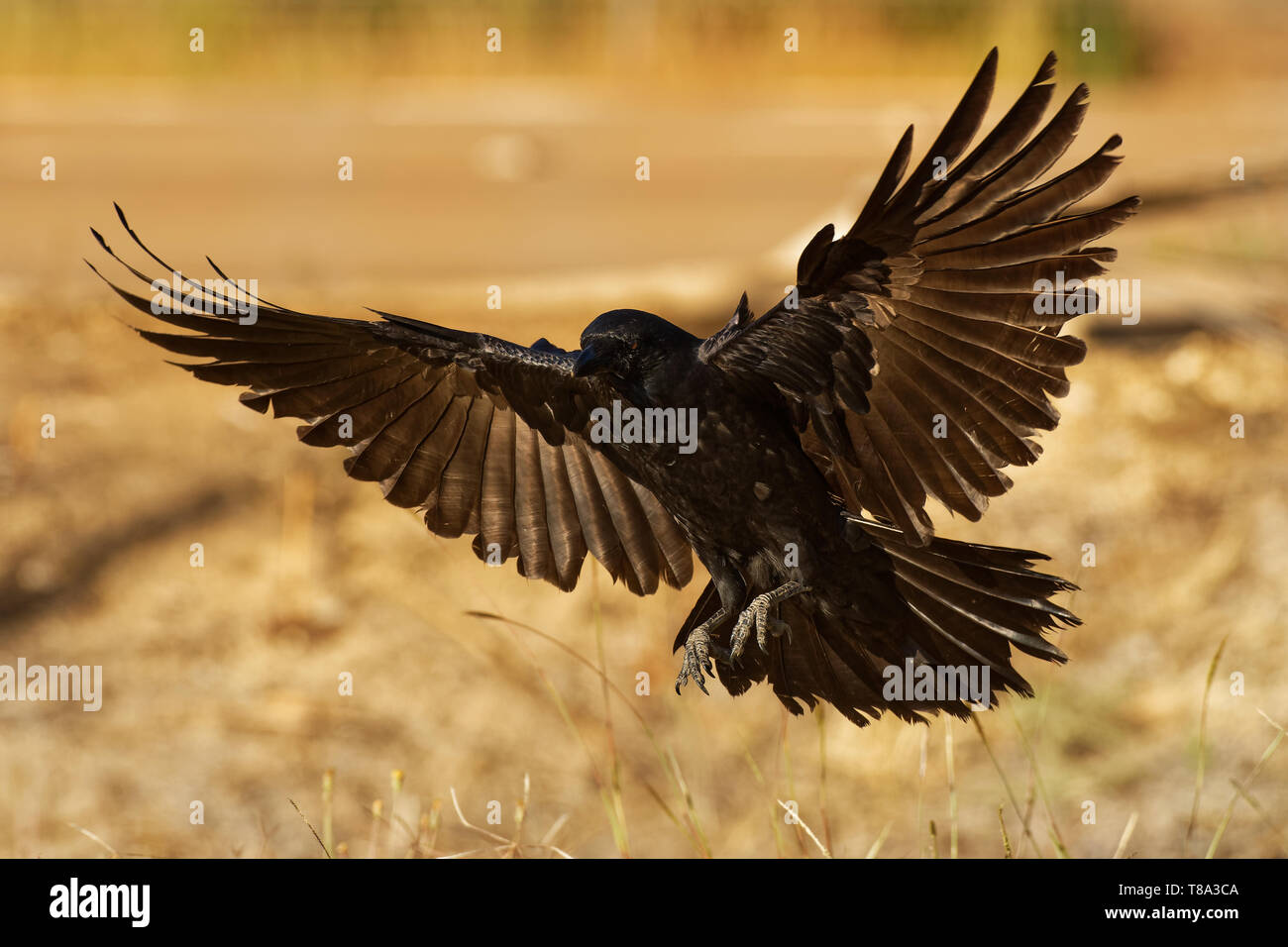 Australische Raven - Corvus coronoides Schwarz aus der Gattung Corvus native auf den Großteil des südlichen und nordöstlichen Australien. Stockfoto