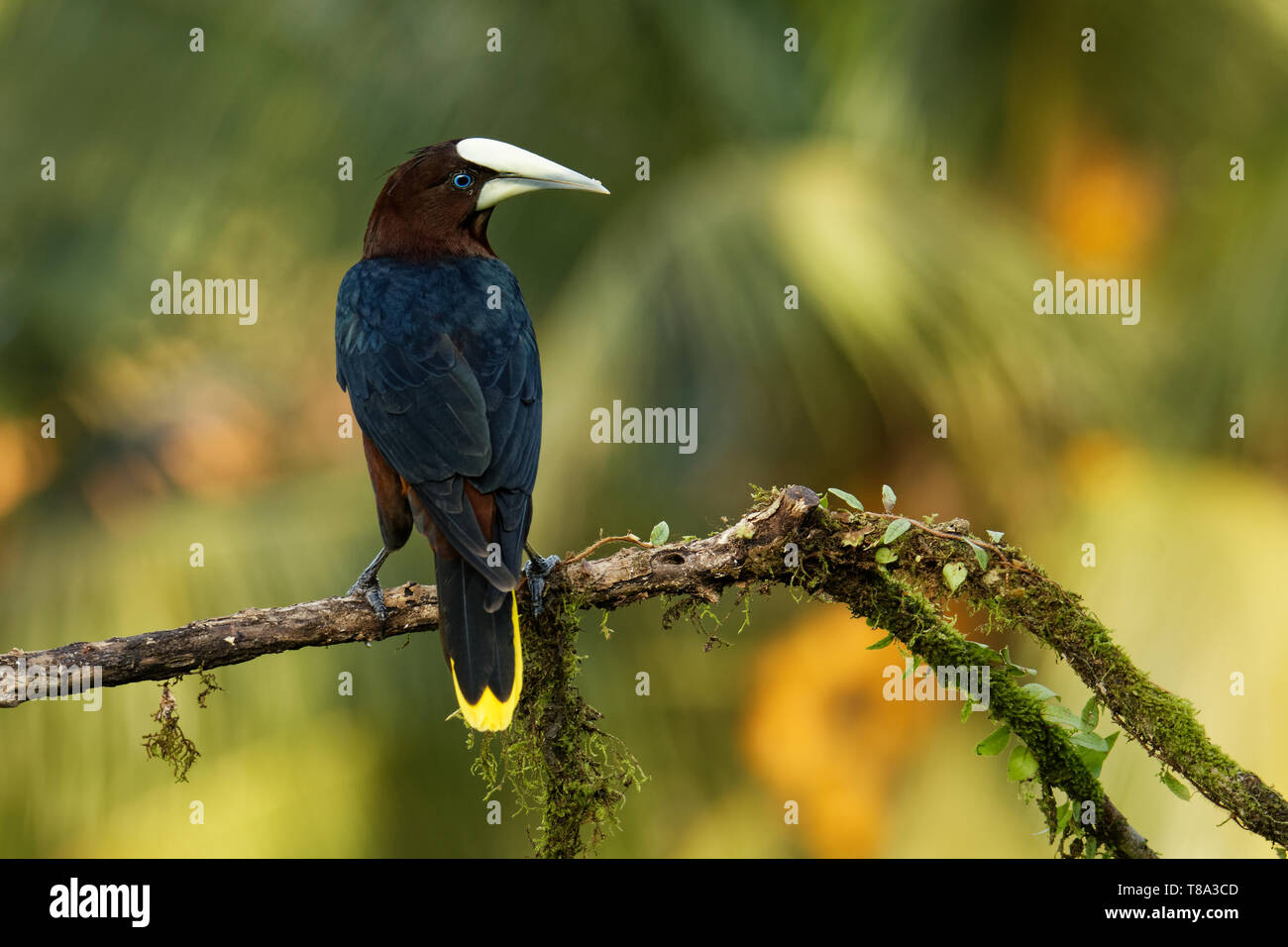 Chestnut Headed Oropendola Psarocolius Wagleri Ist Eine Neue Welt Tropischer Icterid Vogel Braunen Korper Mit Schwarzen Gelben Und Blauen Augen Stockfotografie Alamy