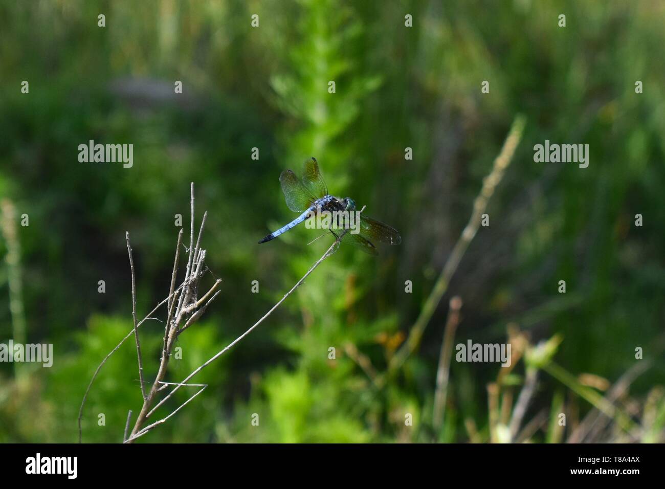 Eine einzige blaue Libelle ruht im Schilf am Rande eines Teiches. Stockfoto