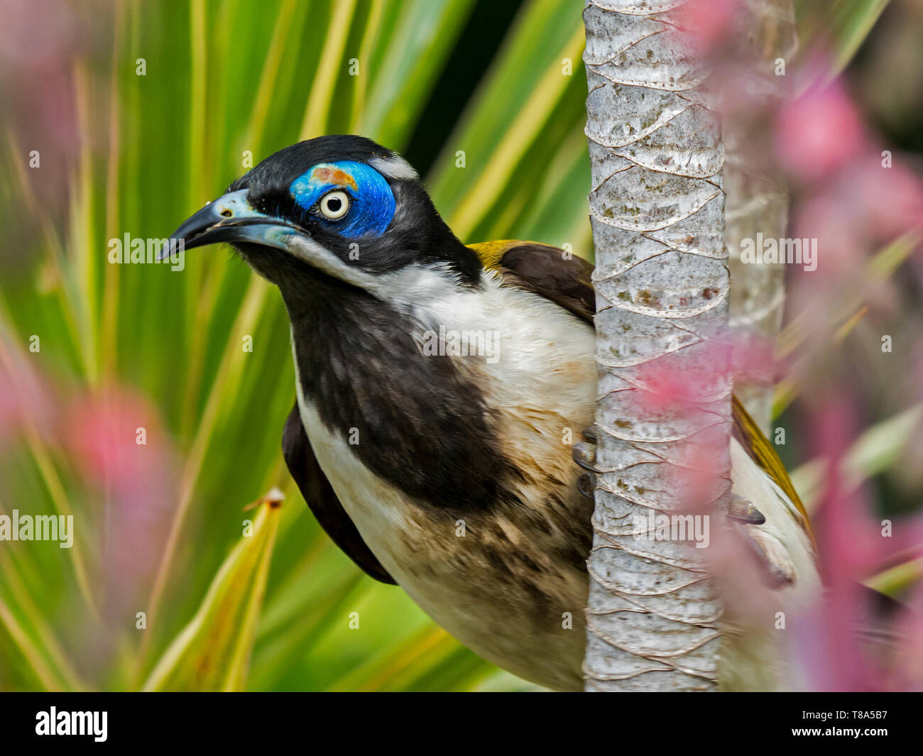 Blau konfrontiert honeyeater, Stockfoto