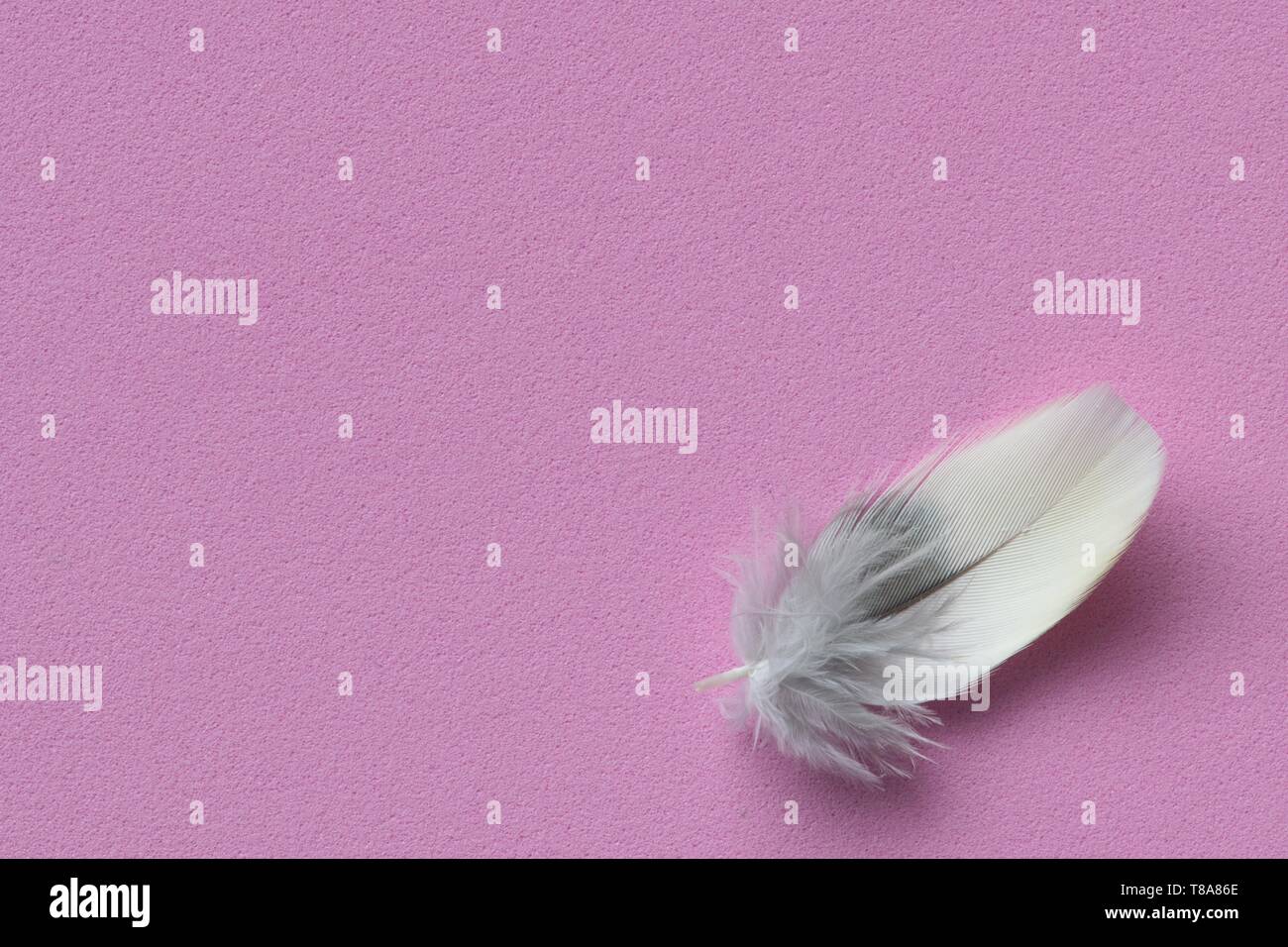 Ein einzelner kleiner zarter Vogel Feder in der rechten unteren Ecke auf eine solide rosa Hintergrund mit Platz für Text. Stockfoto