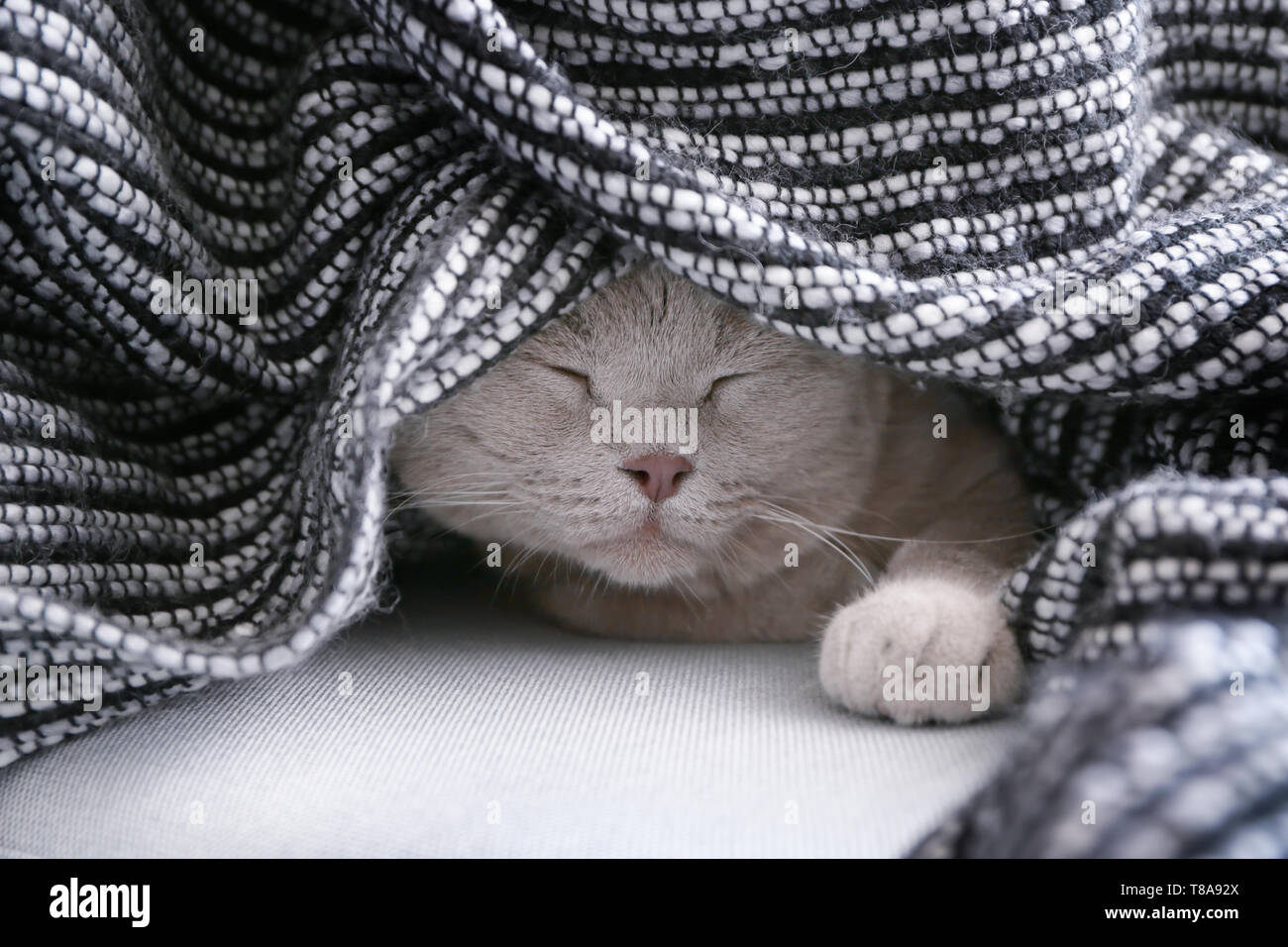Katze versteckt unter der decke Fotos und Bildmaterial in hoher Auflösung Alamy