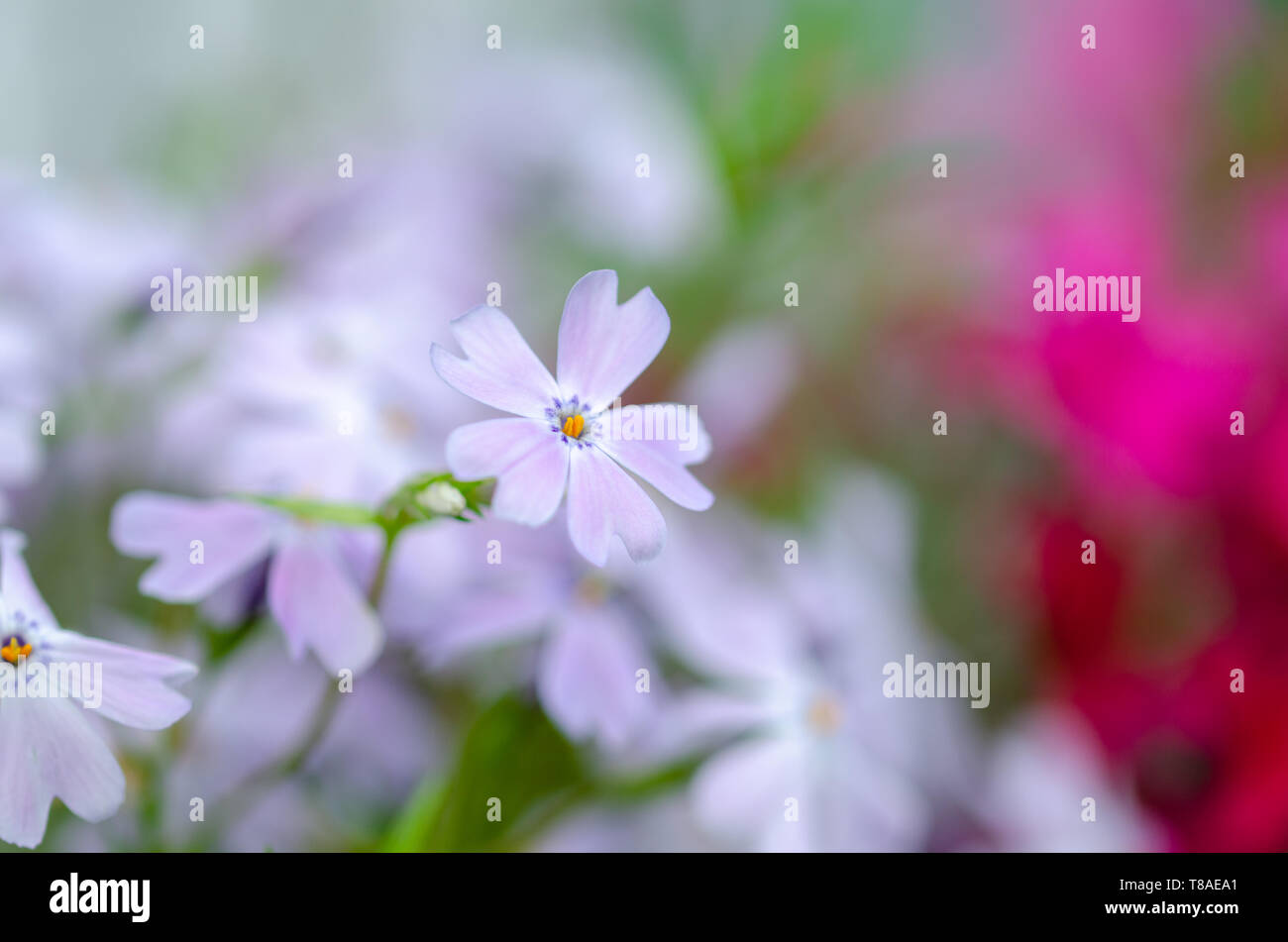 Lila Farbe Blume Nahaufnahme mit flachen Fokus in weiches Licht. Weich und sanft spring flower natürlichen Hintergrund. Stockfoto