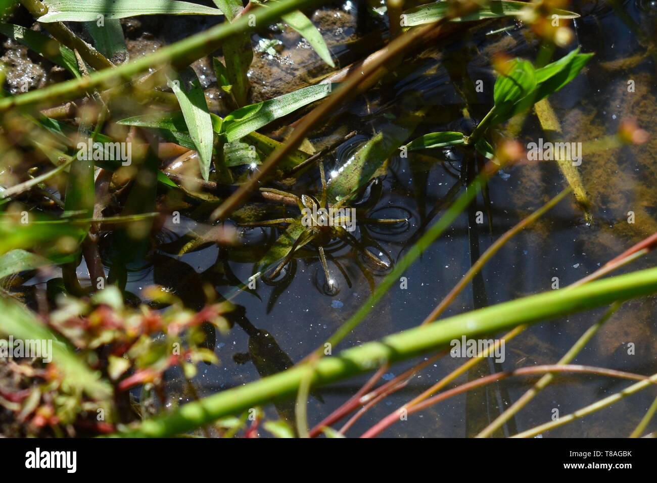 Lake spider Fotos und Bildmaterial in hoher Auflösung Alamy