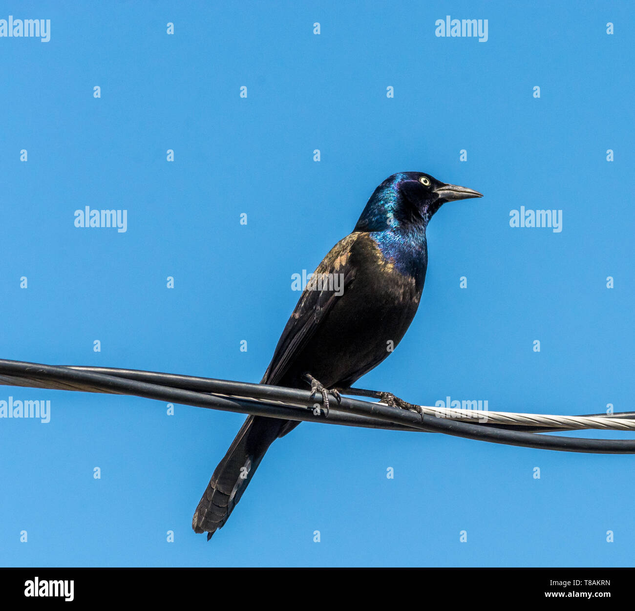 Die gemeinsame grackle (Quiscalus quiscula) schießen in Blainville, Quebec, Kanada Stockfoto