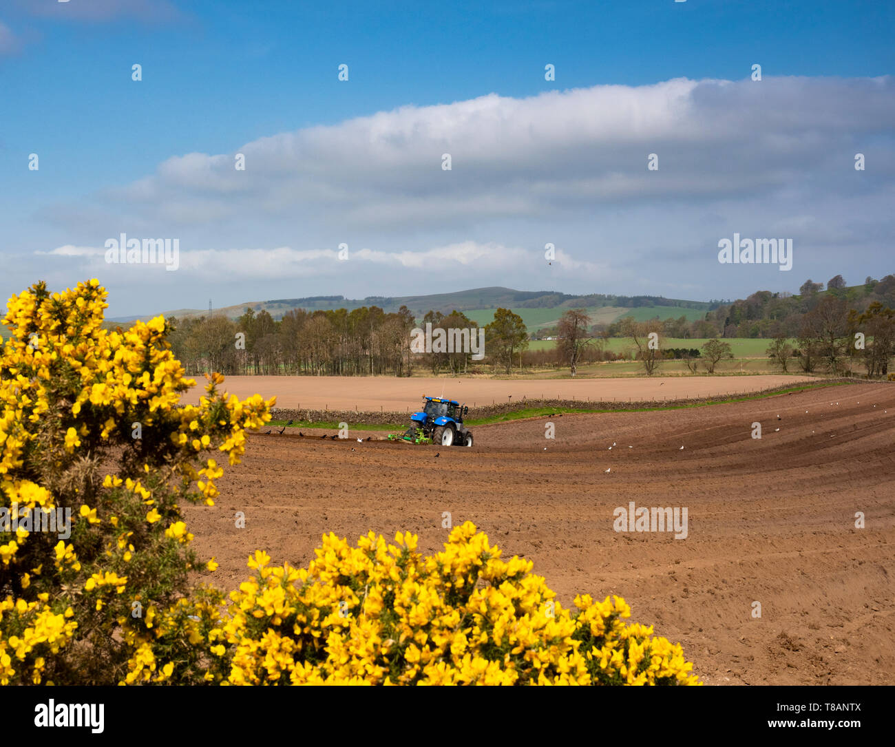 Die Felder pflügen, Angus Glens, Schottland Stockfoto