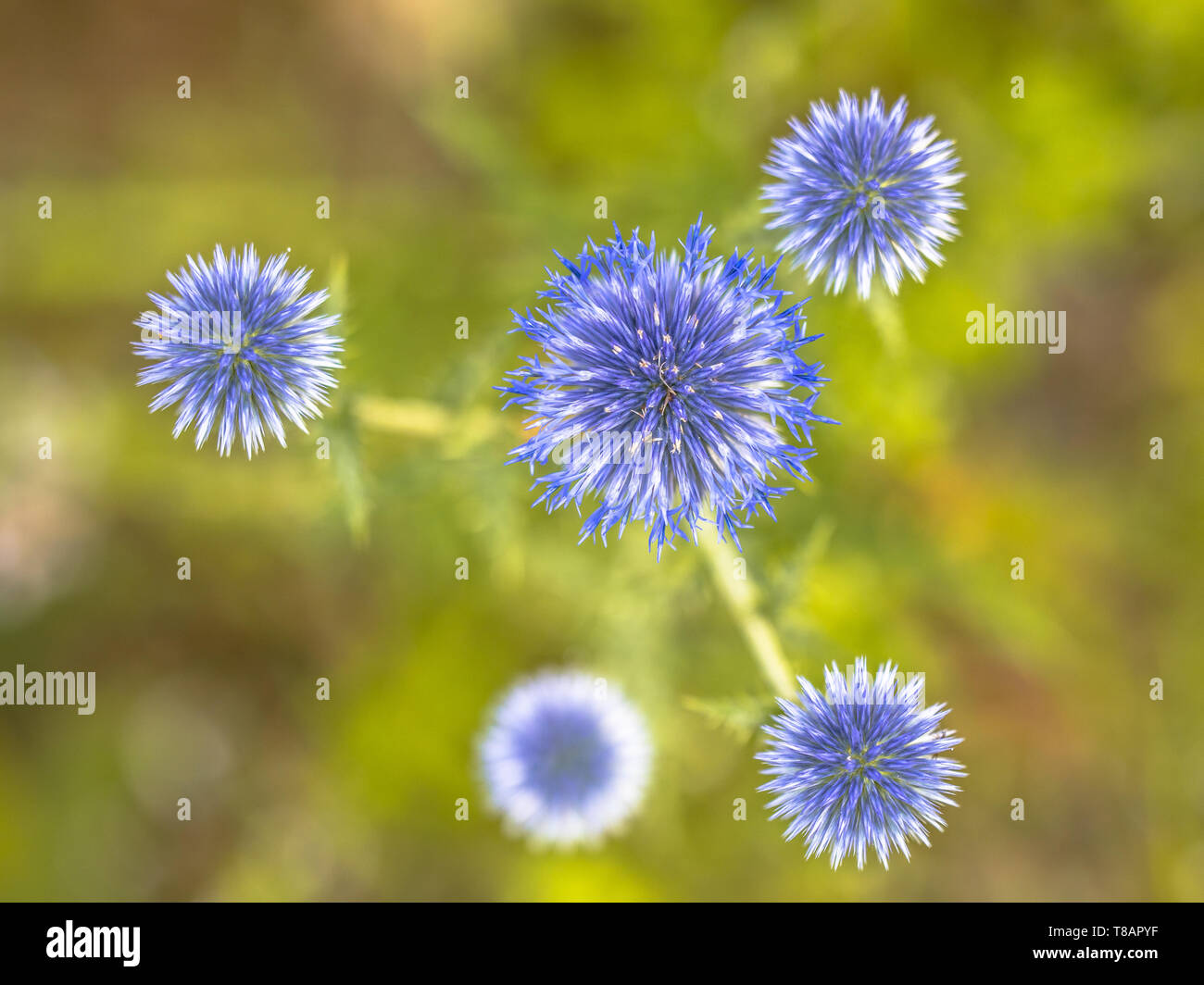 Große Kugel - Thistle (Echinops sphaerocephalus) blaue Blumen künstlerische Szene Stockfoto