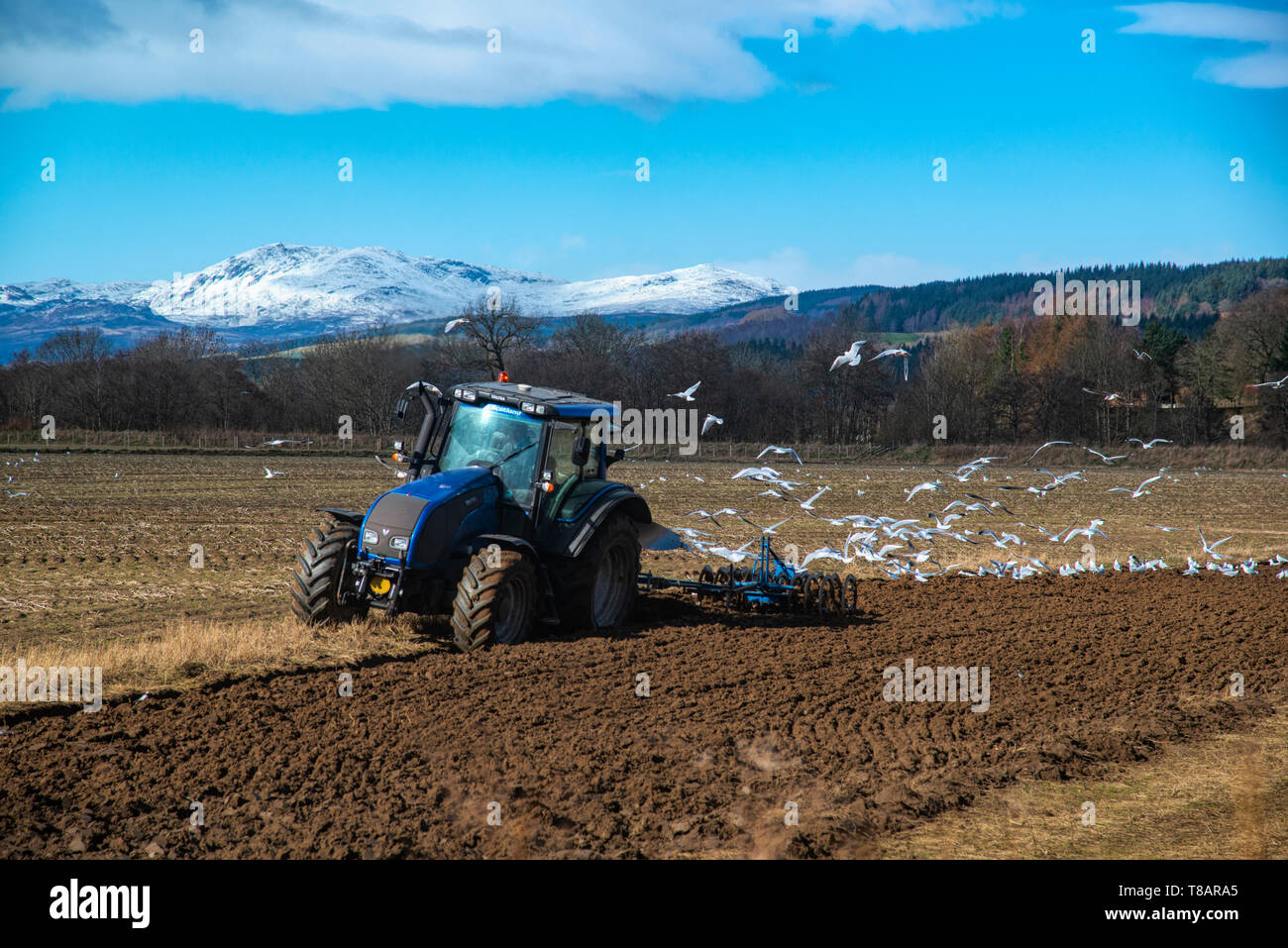 Bauer im Traktor, Ackerland, Perthshire, Schottland, Großbritannien Stockfoto