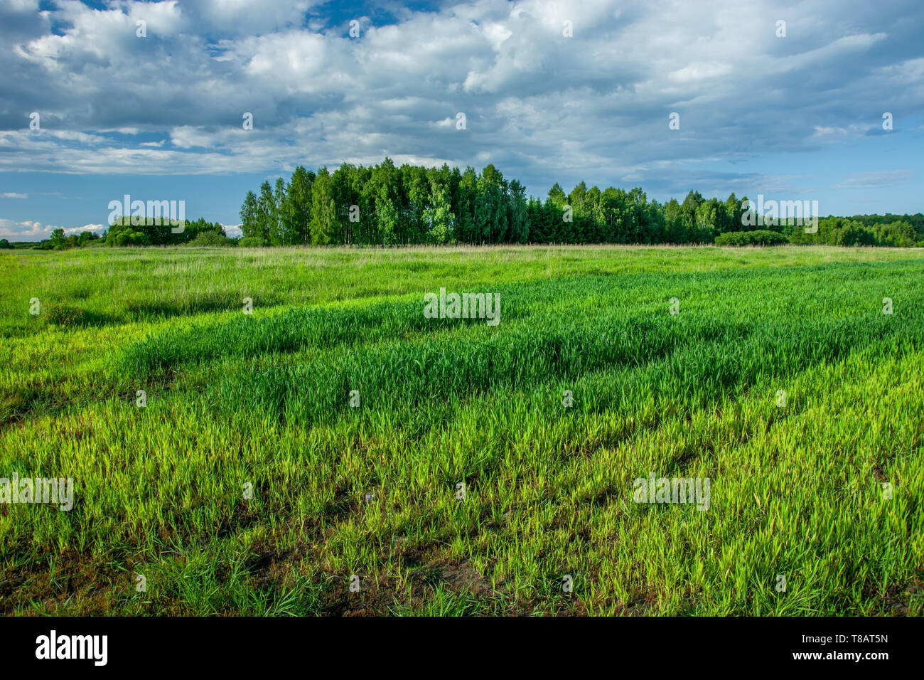 Grüne Korn, Wald und Wolken im Himmel - Ansicht im sonnigen Tag Stockfoto