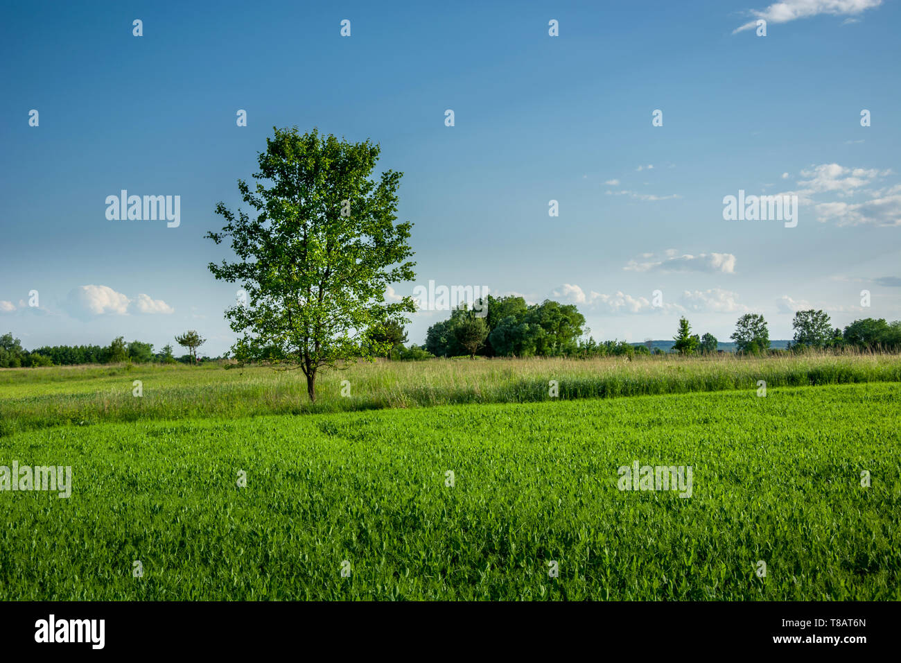 Grüne Laubbaum wächst in frischem Müsli und blauer Himmel - Ansicht im sonnigen Tag Stockfoto