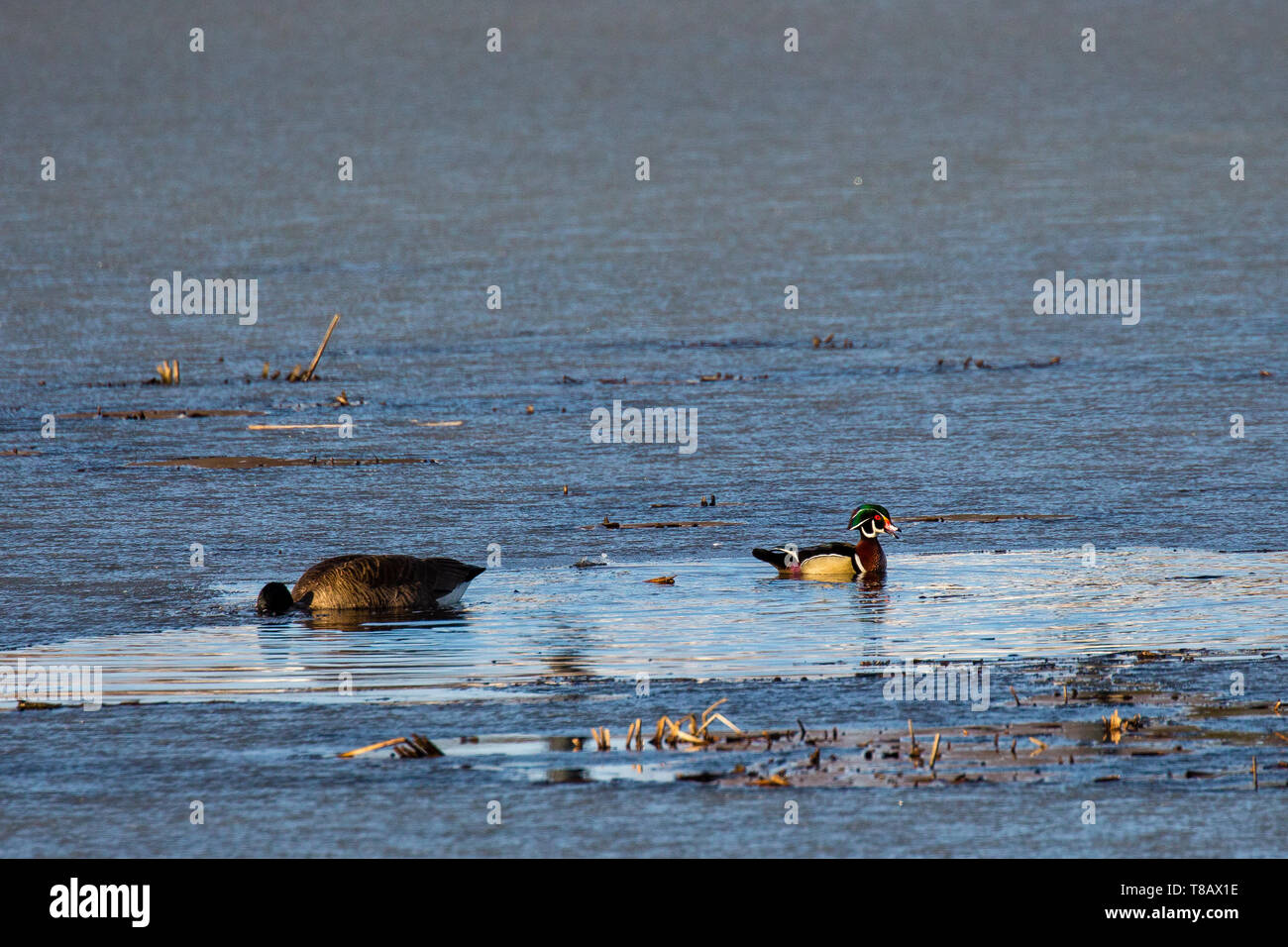 Holz Ente (Aix sponsa) auf eine teilweise zugefrorenen See Wausau, Wisconsin Stockfoto