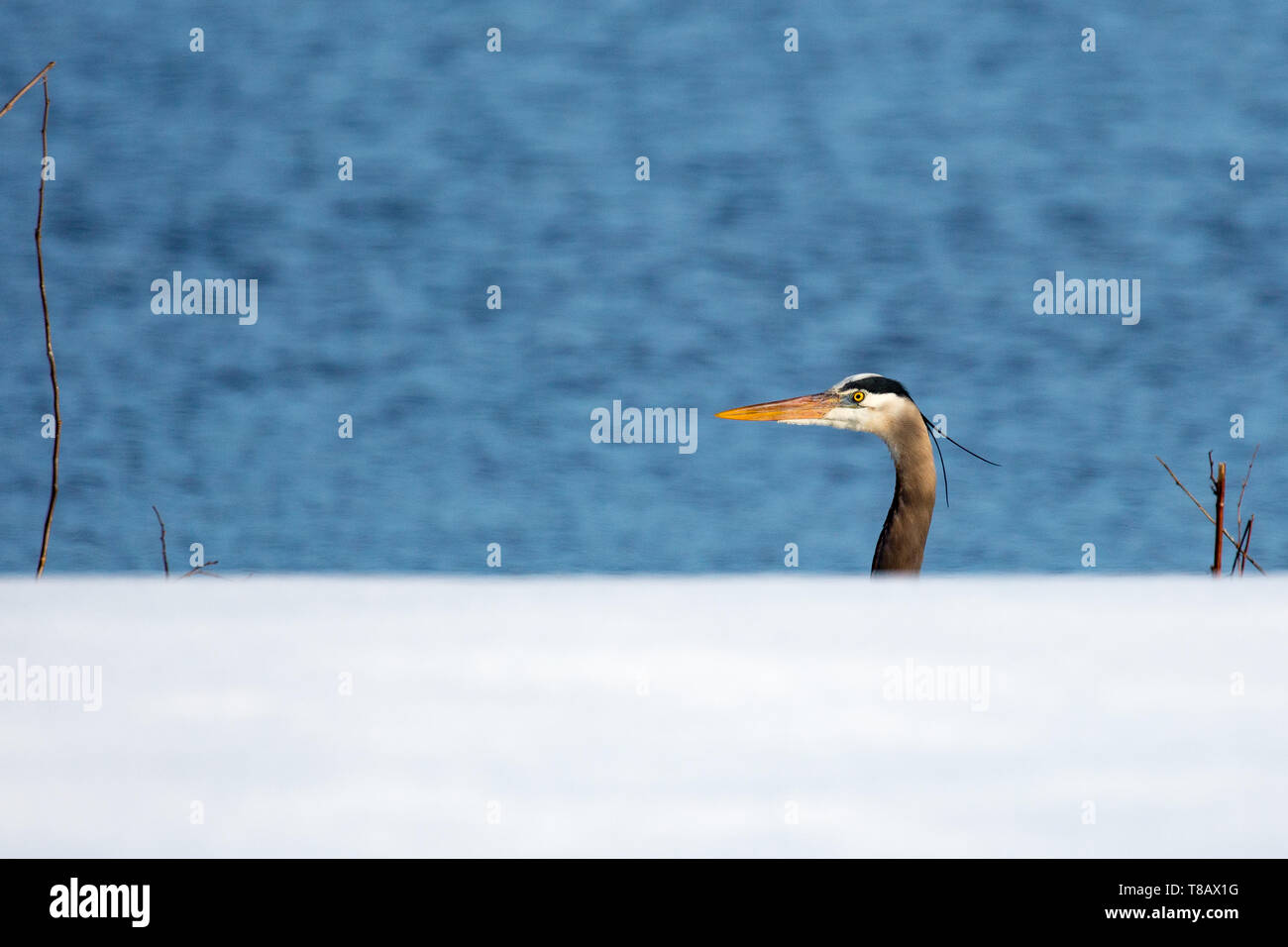 Great Blue Heron (Ardea herodias) hinter den Schnee mit Kopf nach oben Stockfoto