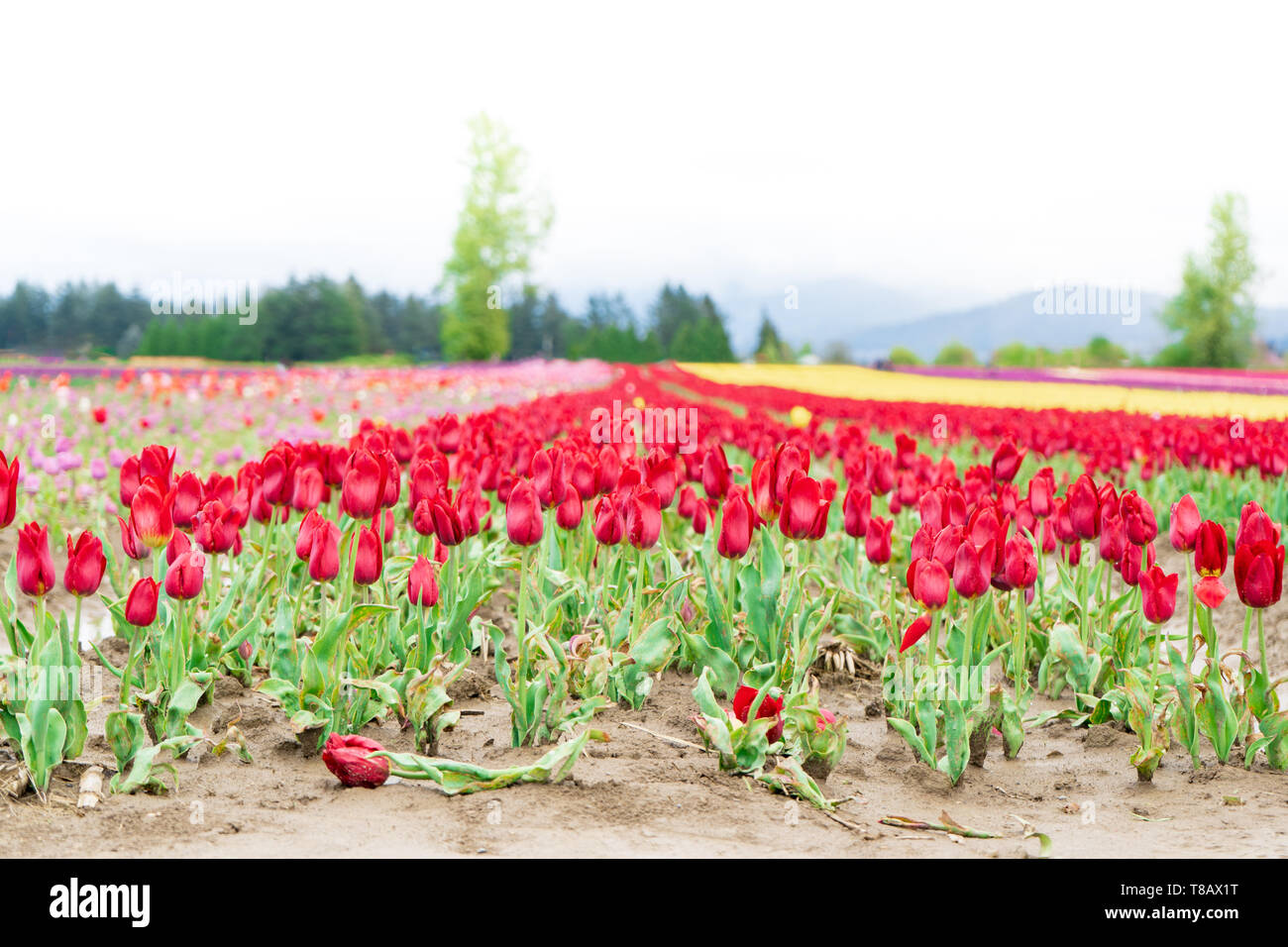 Rand einer Tulpe Bauernhof Feld, mit einem blumenbeet von roten Tulpen, rosa und gelbe Tulpen in der Ferne. Ein toter Tulip im Vordergrund. Breite d Stockfoto