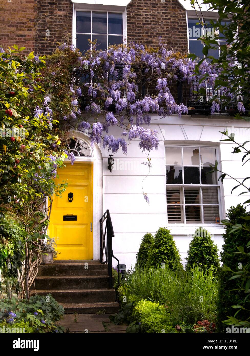 Blühende glyzinie Baum klettern auf einem Haus mit gelben Tür in Notting Hill, London, UK. Stockfoto