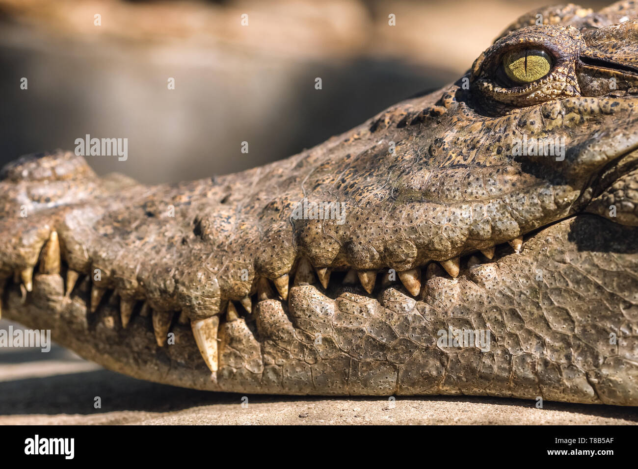 Close-up Kopf eines Krokodils Stockfoto