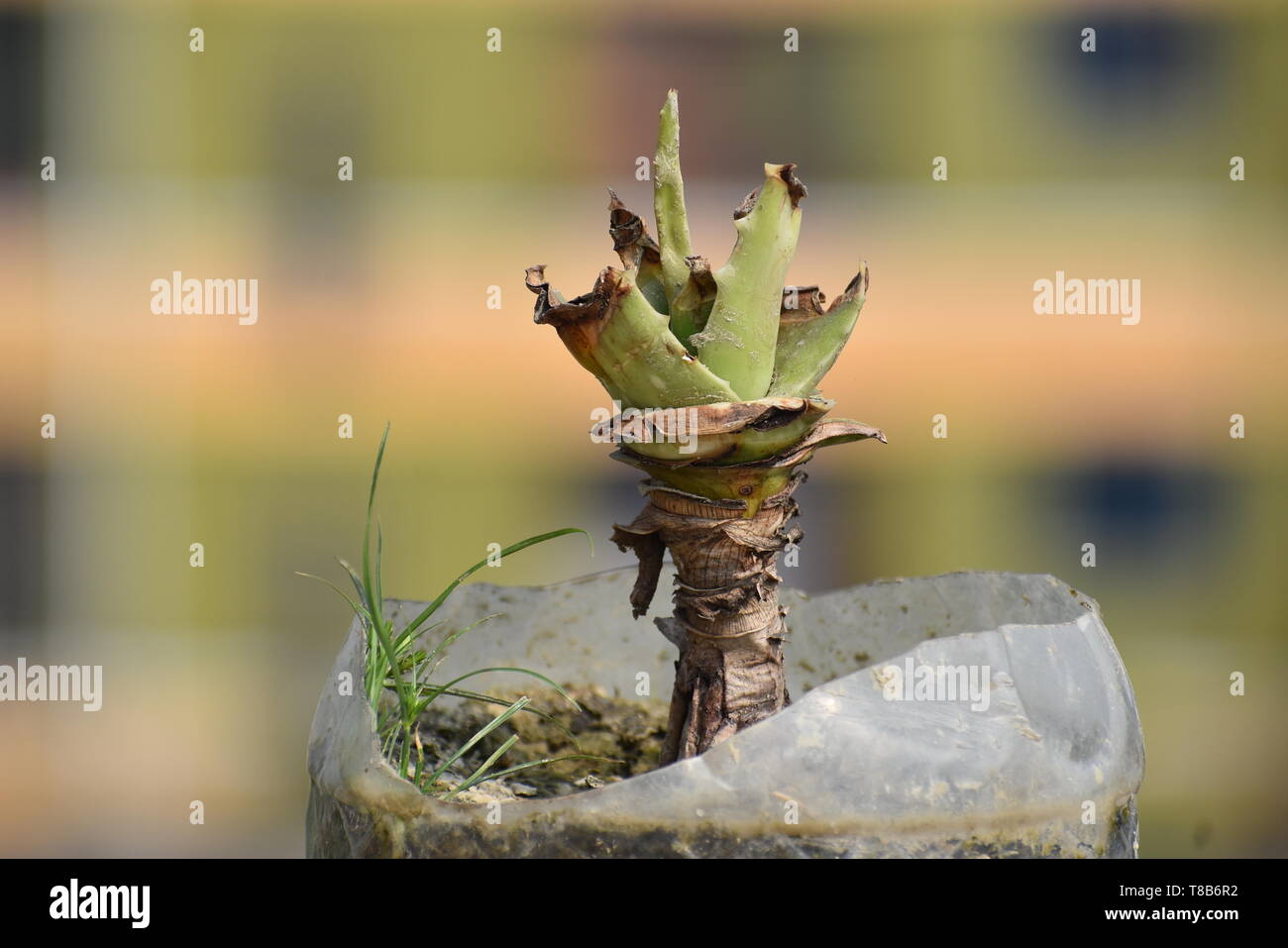 Natürliche Schönheit kleiner Baum Stockfoto