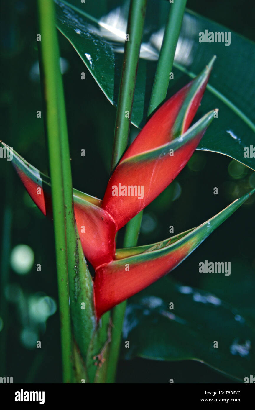 Karabinerverschluss heliconia (Heliconia humilius), Südamerika Stockfoto