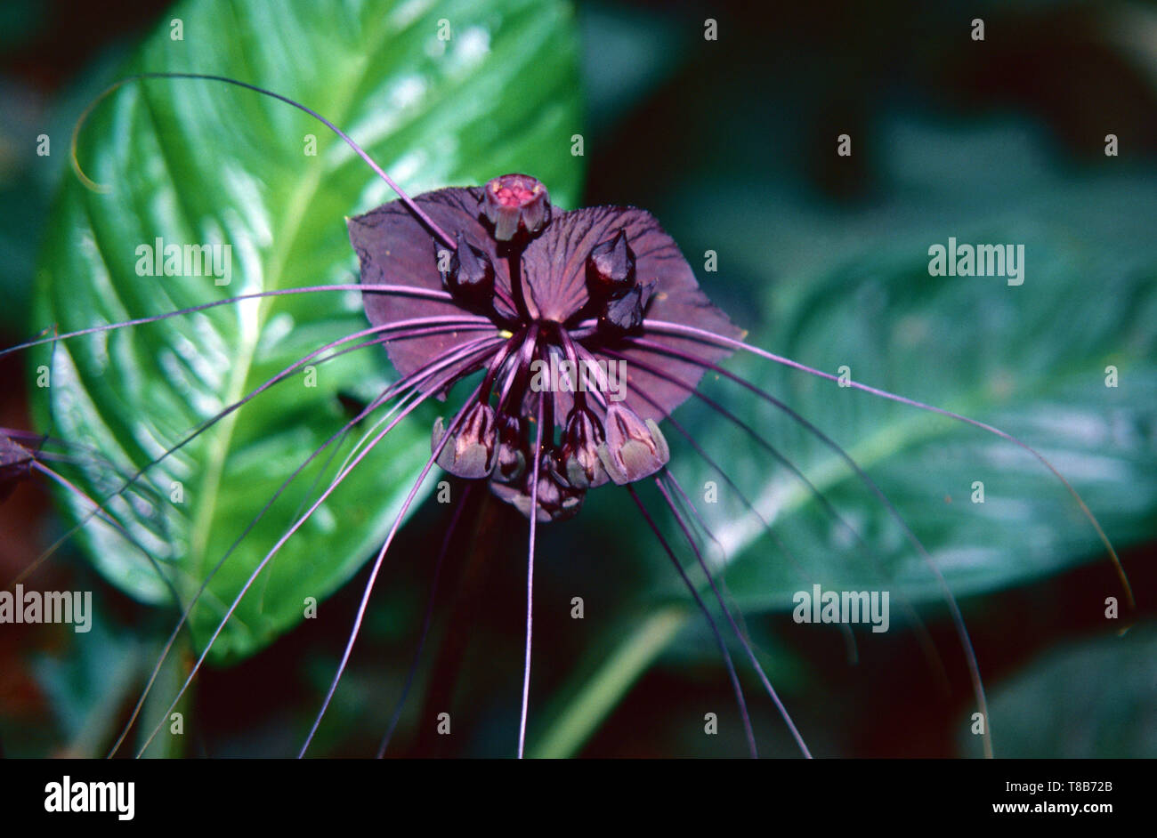 Schwarze fledermaus Blume (Tocca chantrieri) aus Myanmar Stockfoto