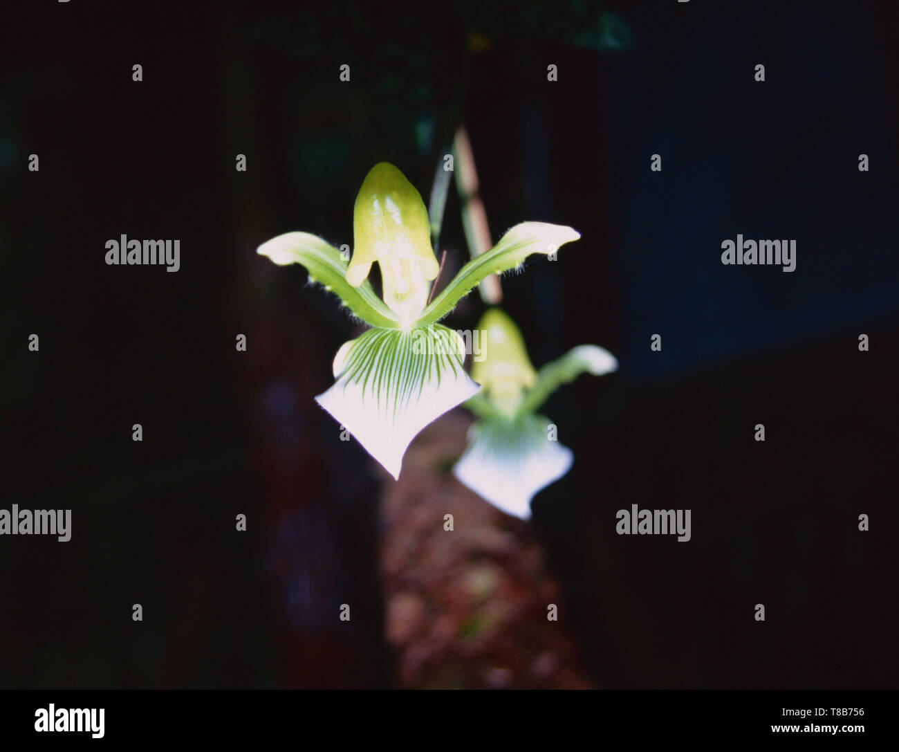 Venus slipper Orchidee, Hawaii Stockfoto