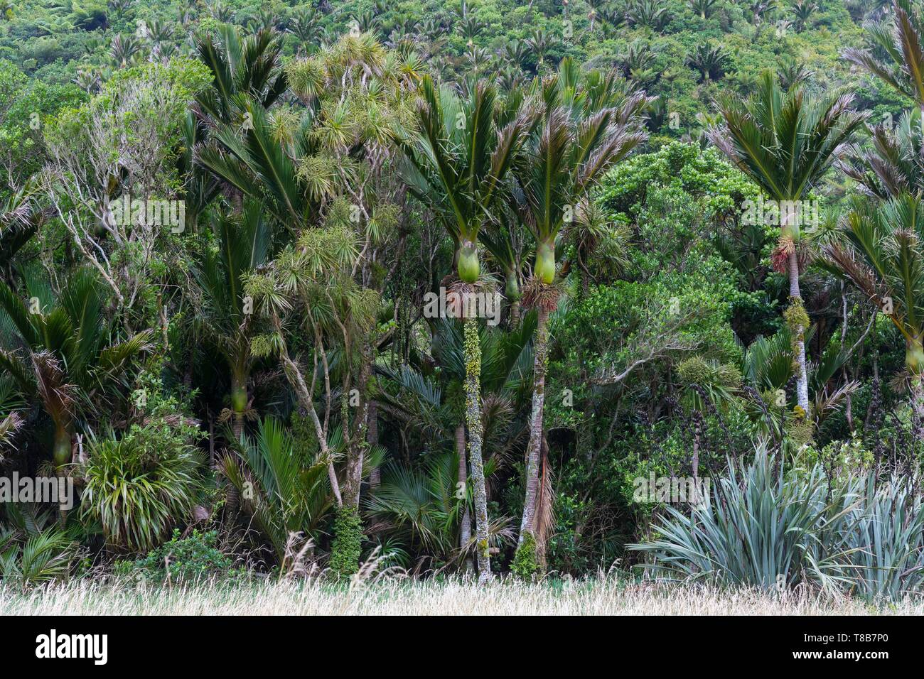 Neuseeland, Südinsel, West Coast Region, Pororari Fluss Stockfoto