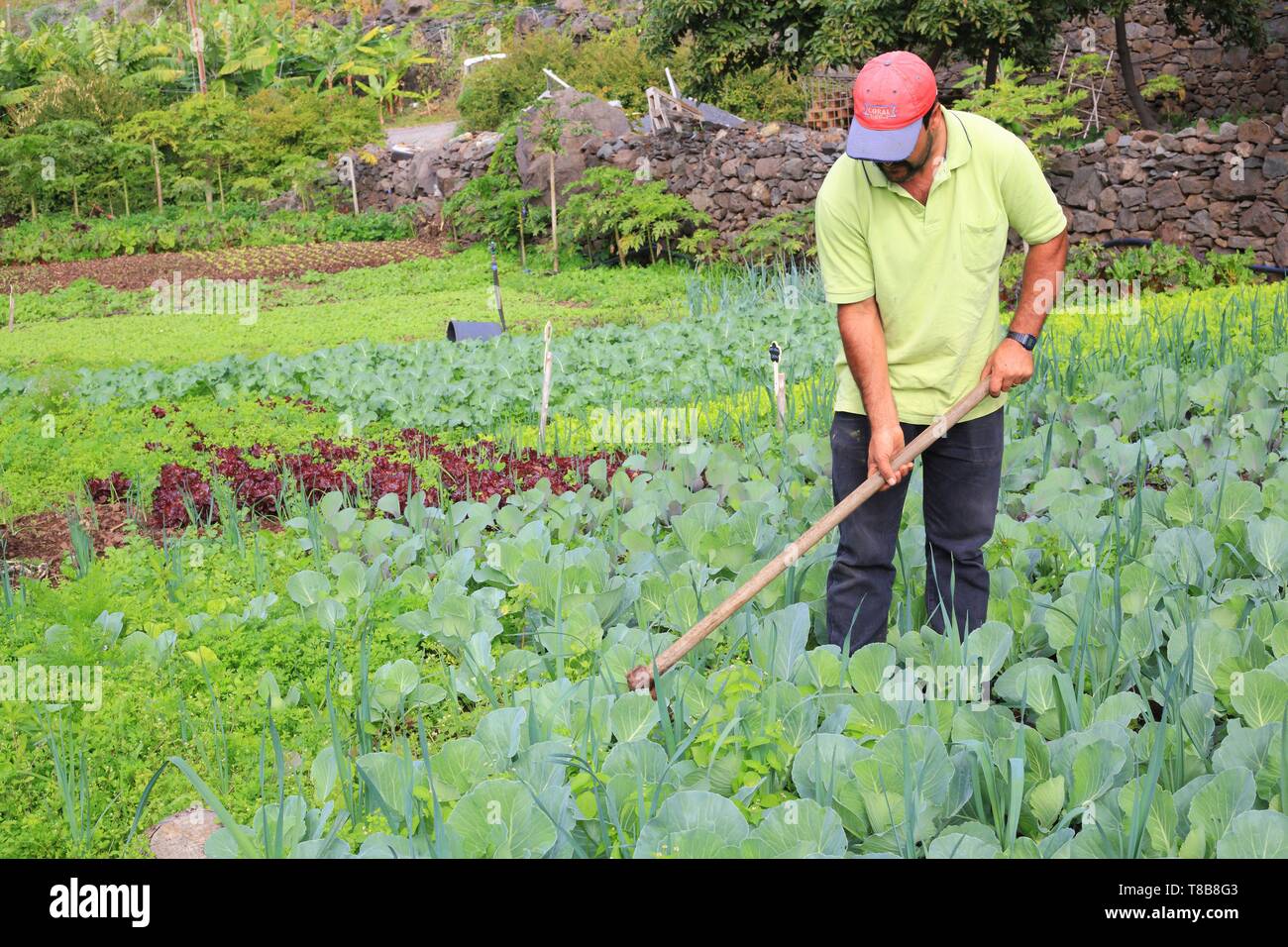 Portugal, Madeira, Faja dos Padres, Weiler liegt am Fuße des Felsen von Quinta Grande und nur mit der Seilbahn erreichbar, Gemüseanbau Stockfoto