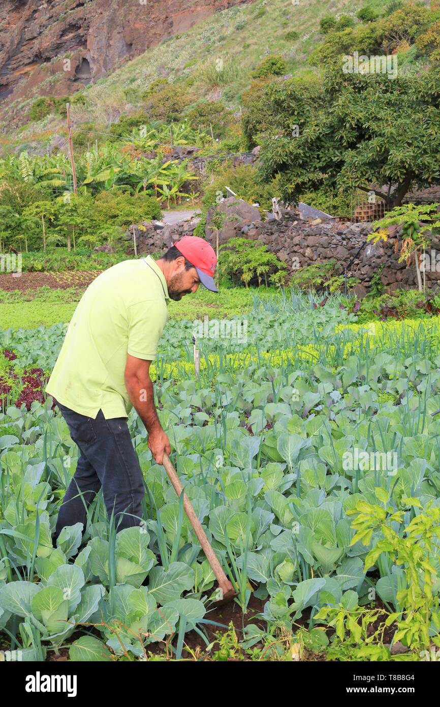 Portugal, Madeira, Faja dos Padres, Weiler liegt am Fuße des Felsen von Quinta Grande und nur mit der Seilbahn erreichbar, Gemüseanbau Stockfoto