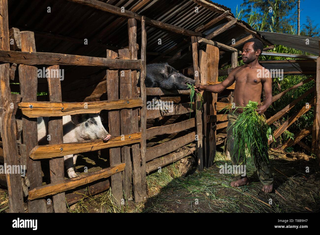 Papua-neuguinea, Enga Provinz, Ewa Stamm, Wabag region, Mann ein Schwein füttern Stockfoto