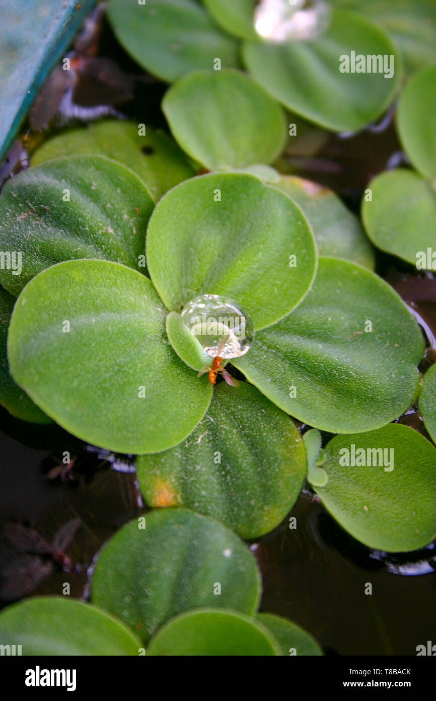 Muschelblumen stratiotes mit Wassertropfen und incect in meinem Garten Teich im Norden von Thailand Stockfoto